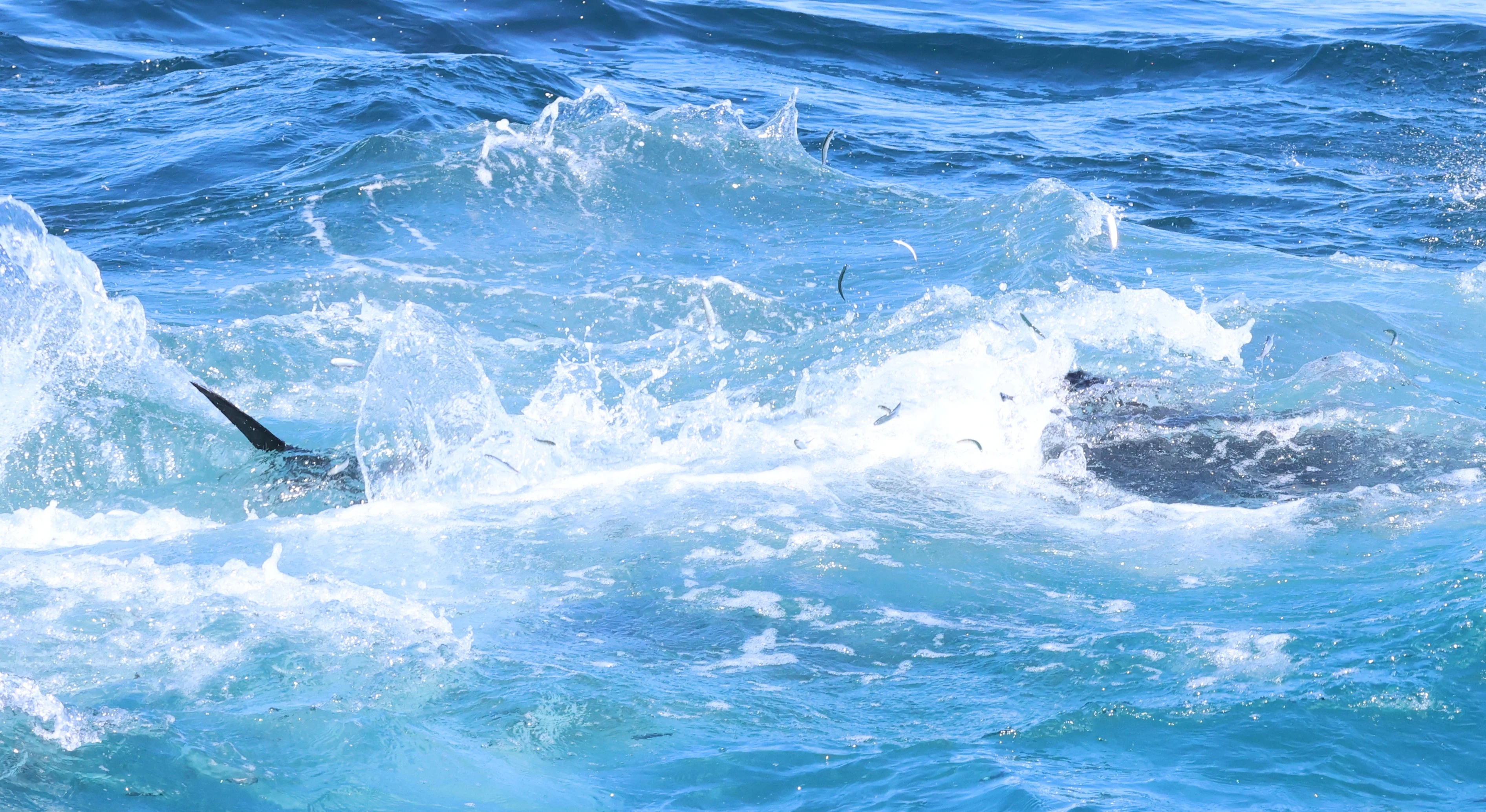 Atlantic bluefin tuna, Falmouth, Cornwal, UK — photo by Adam Prugel-Bennett