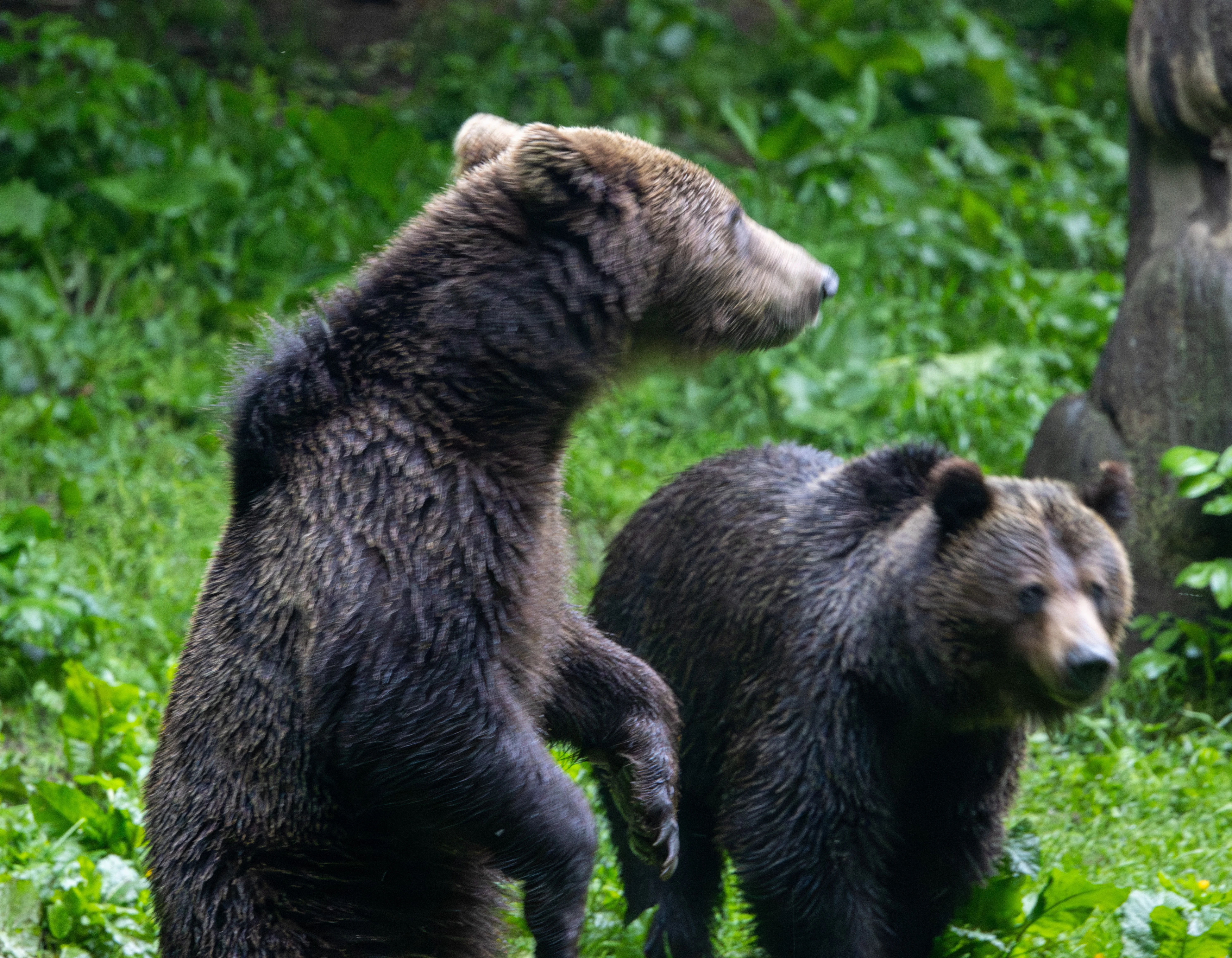 Brown Bears — photo by Adam Prugel-Bennett