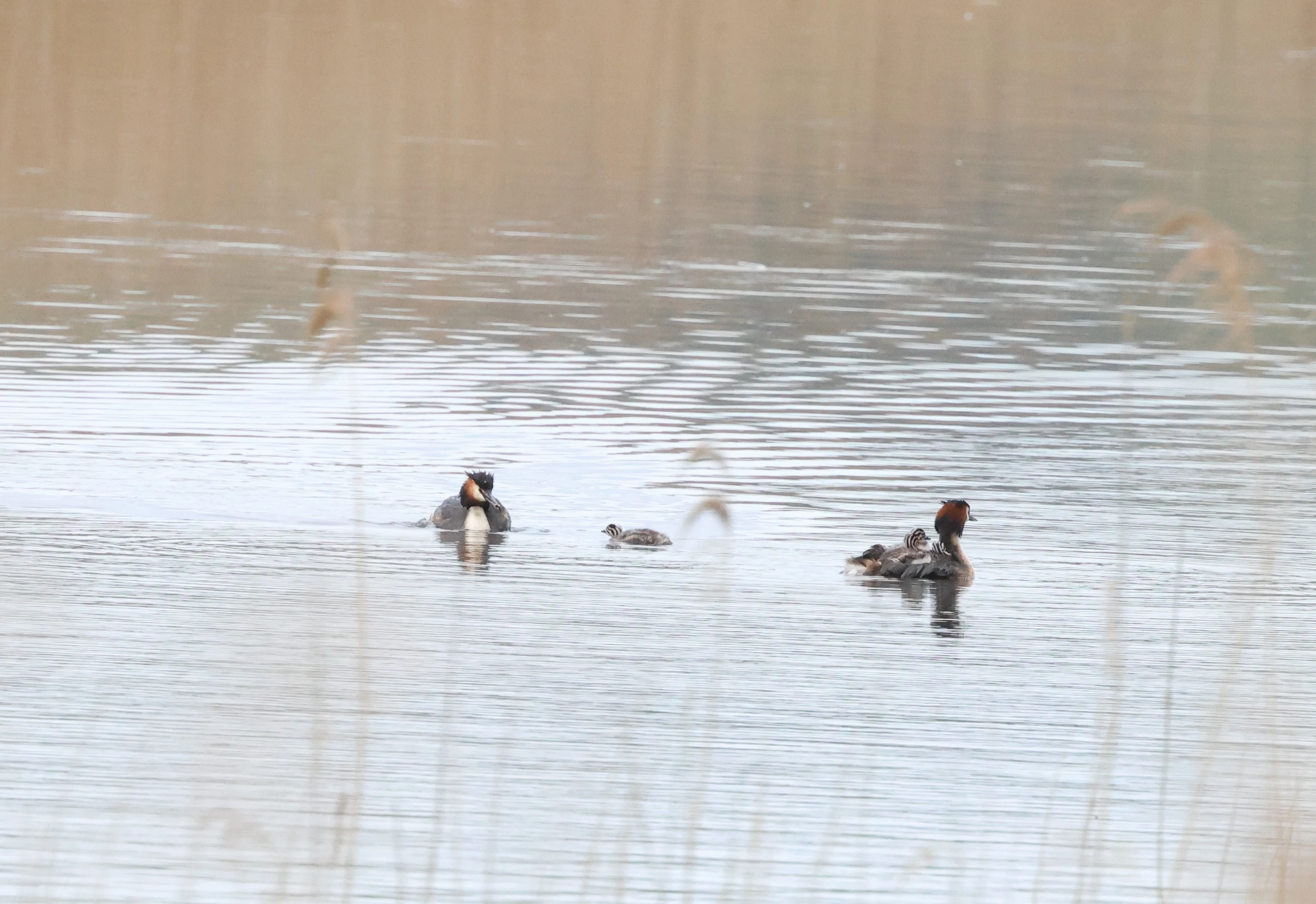 Great Creasted Grebe, Ham Wall, Glastonbury, Somerset, UK — photo by Adam Prugel-Bennett