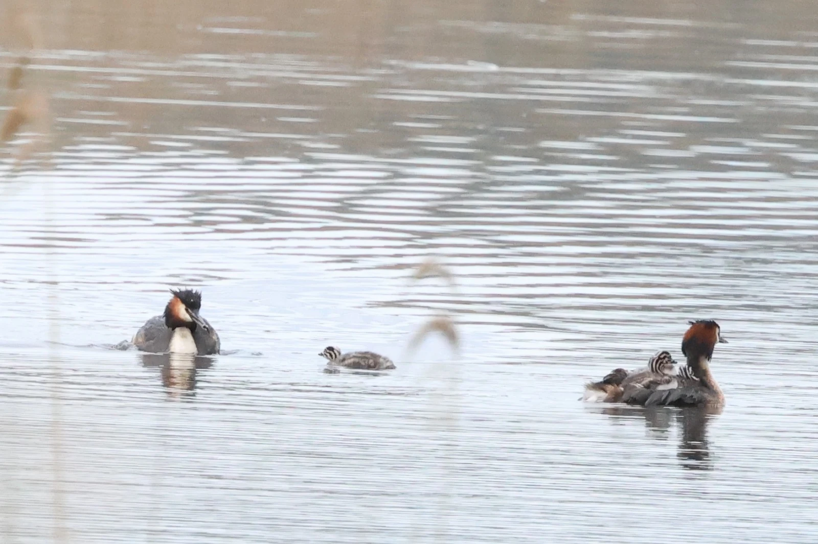Great Crested Grebe with chicks — photo by Adam Prugel-Bennett