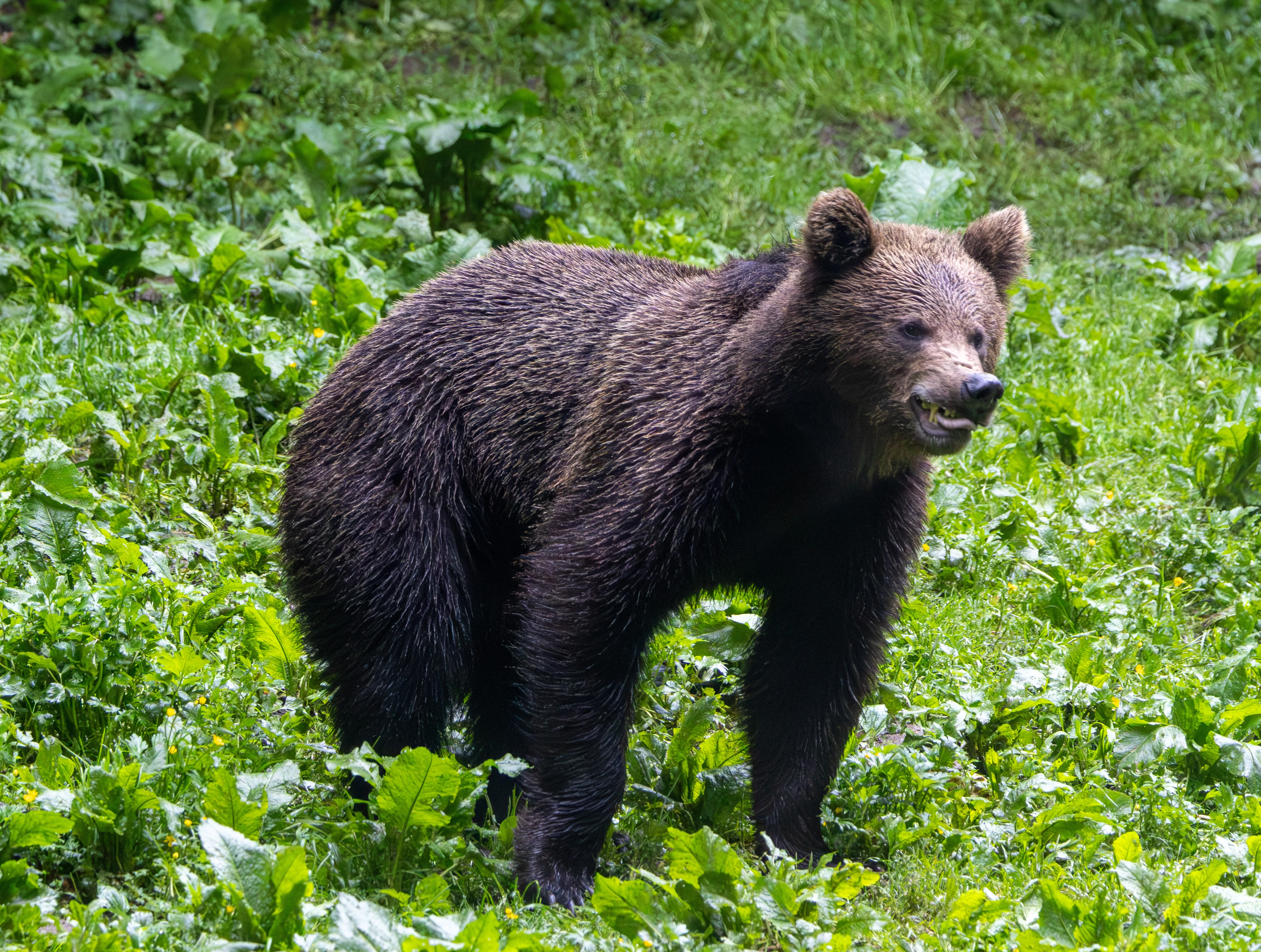 Brown Bear — photo by Adam Prugel-Bennett