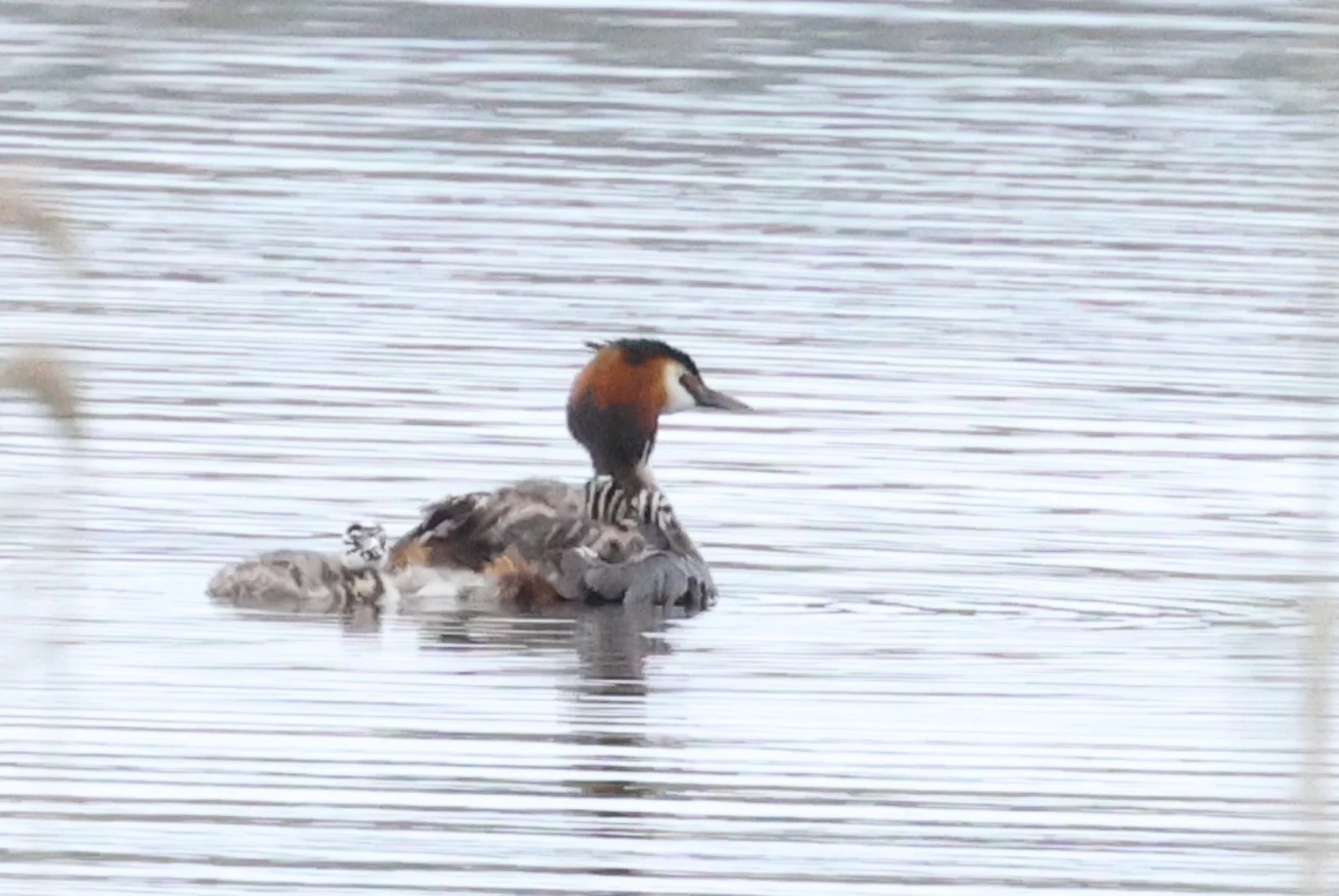 Great Crested Grebe with chicks — photo by Adam Prugel-Bennett