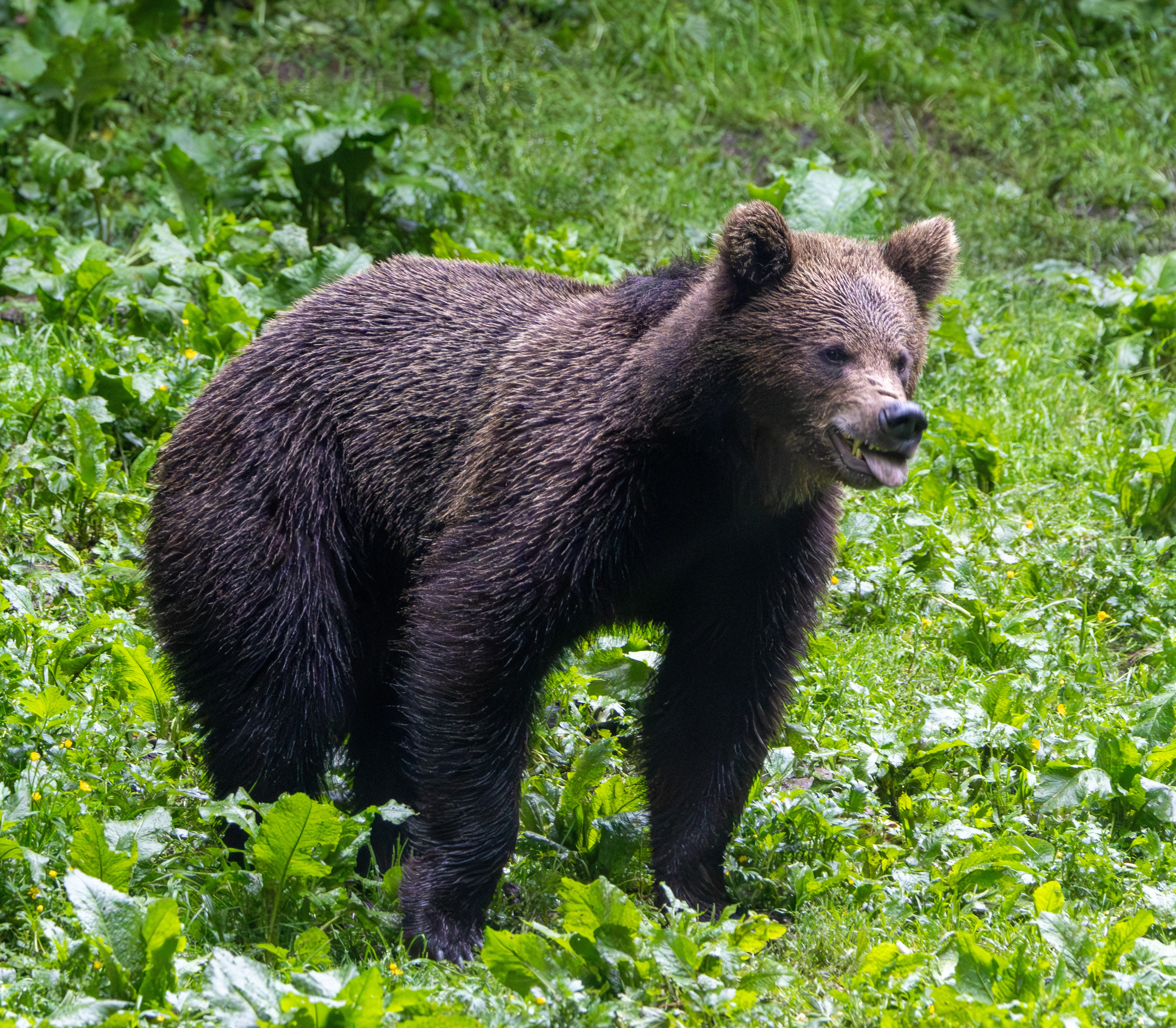 Brown Bear — photo by Adam Prugel-Bennett