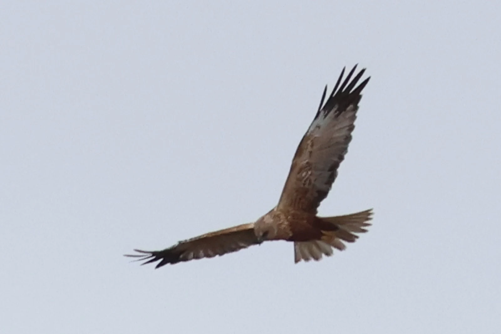 Western Marsh Harrier — photo by Adam Prugel-Bennett
