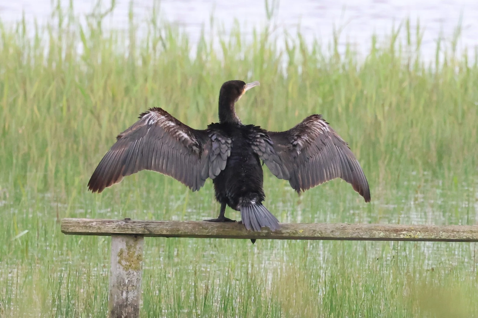 Great Cormorant — photo by Adam Prugel-Bennett