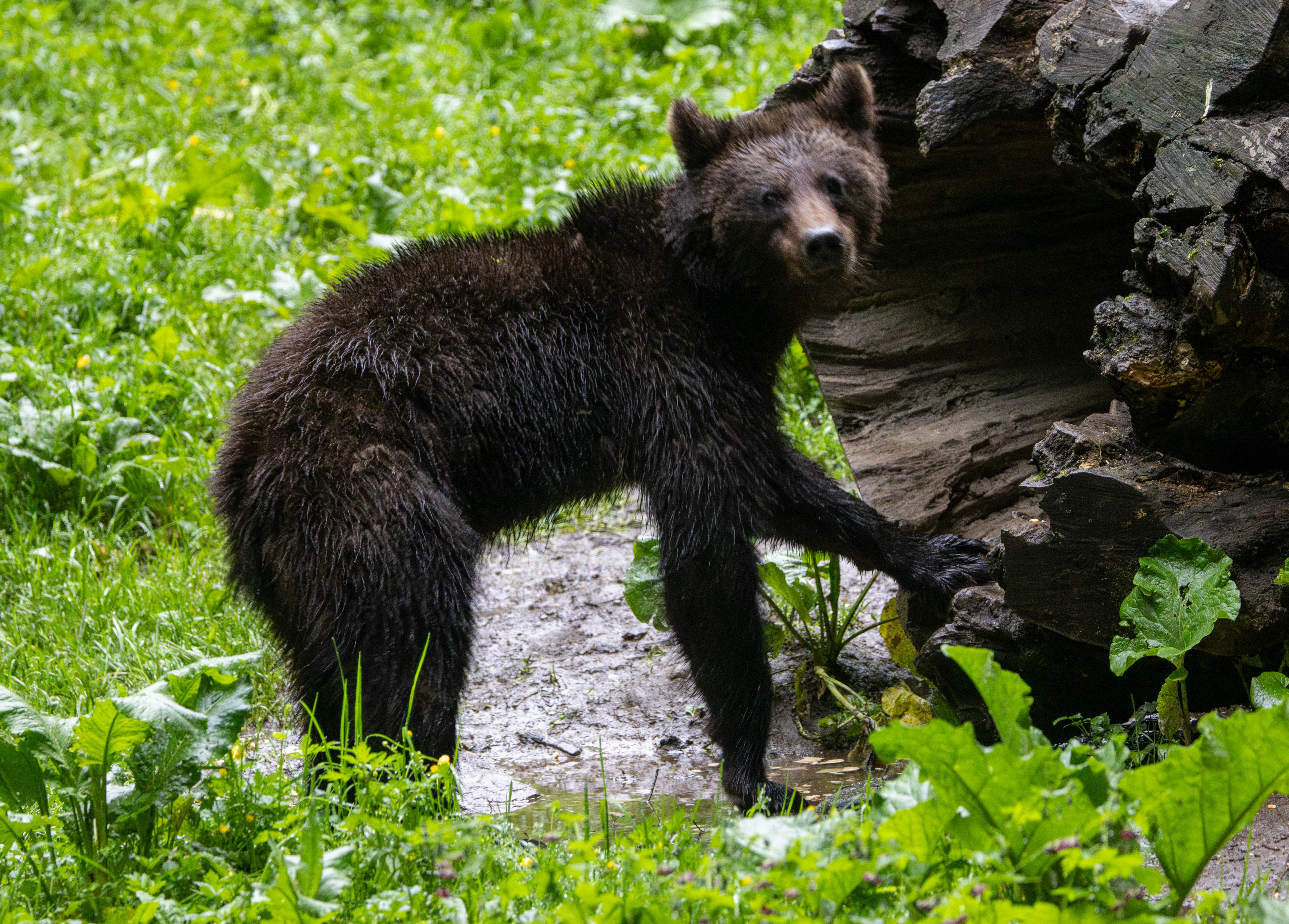 Brown Bear Cub — photo by Adam Prugel-Bennett
