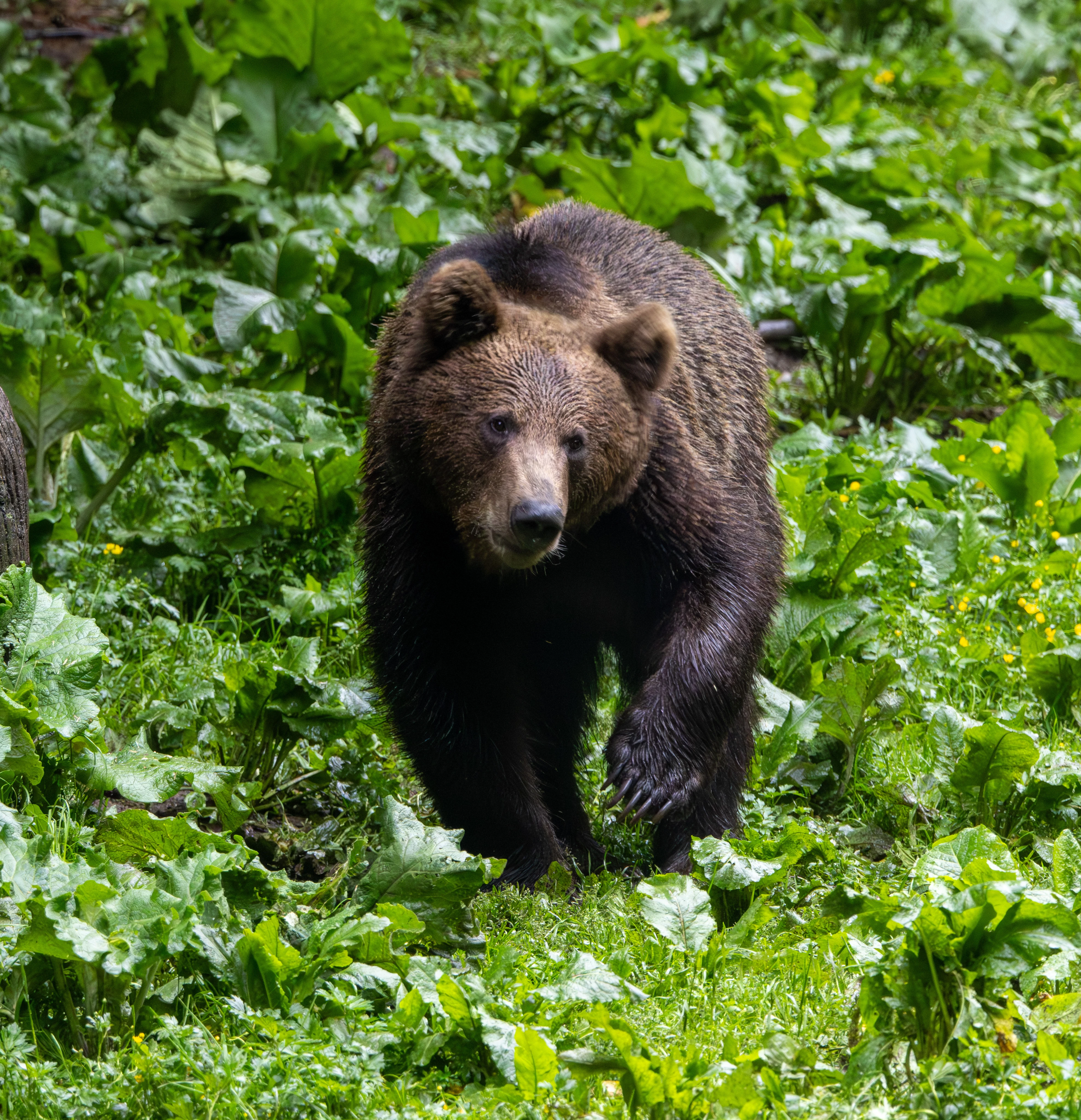 Brown Bear — photo by Adam Prugel-Bennett