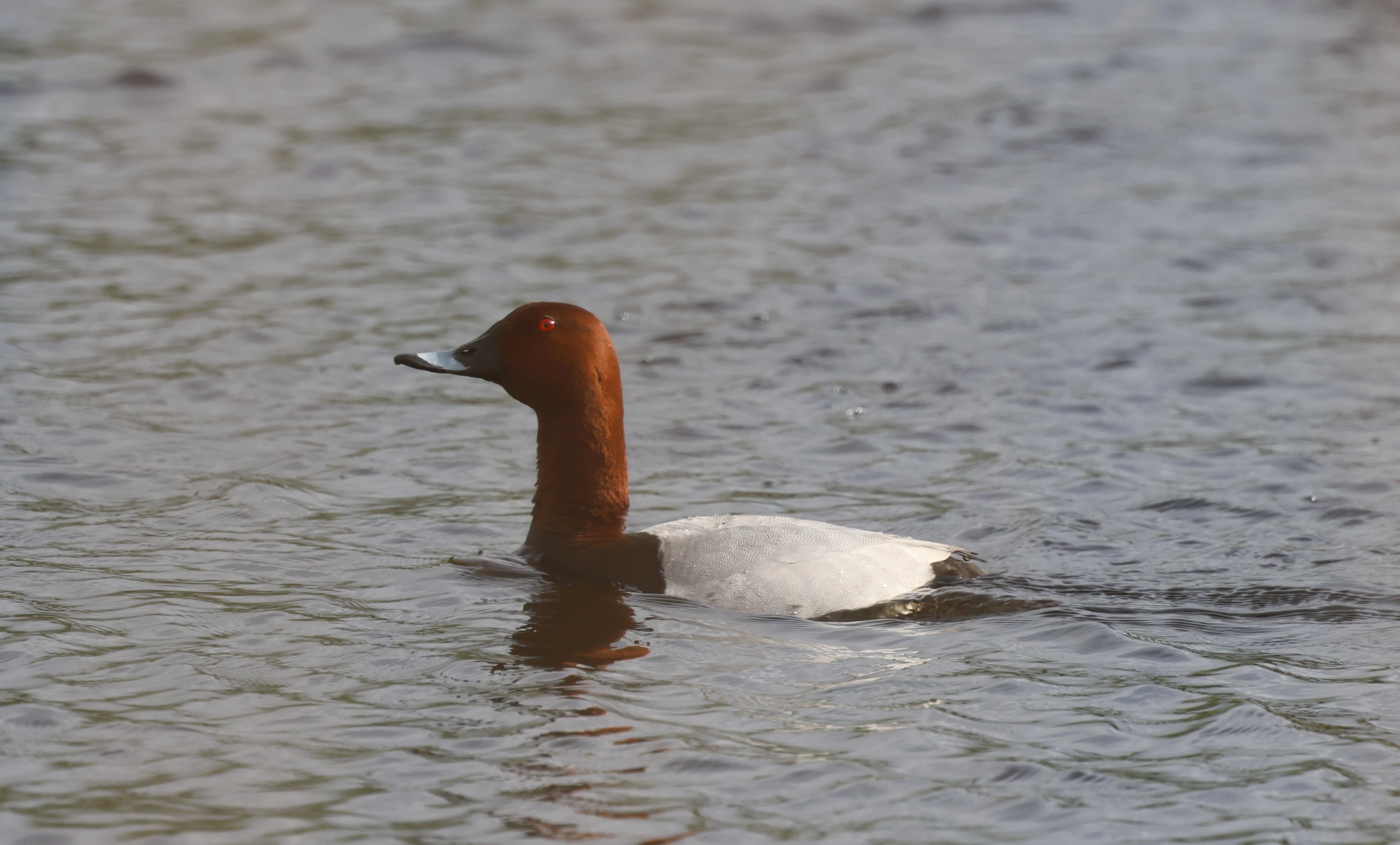 Pochard, Ham Wall, Glastonbury, Somerset, UK — photo by Adam Prugel-Bennett