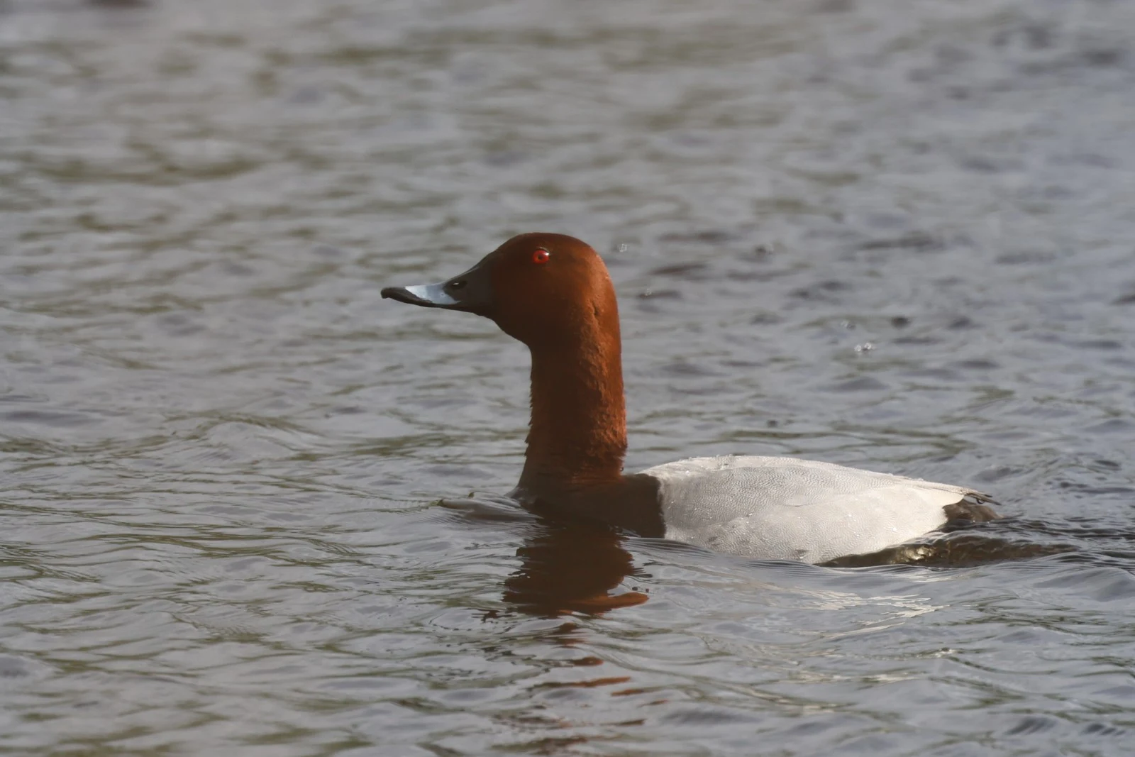 Common Pochard — photo by Adam Prugel-Bennett