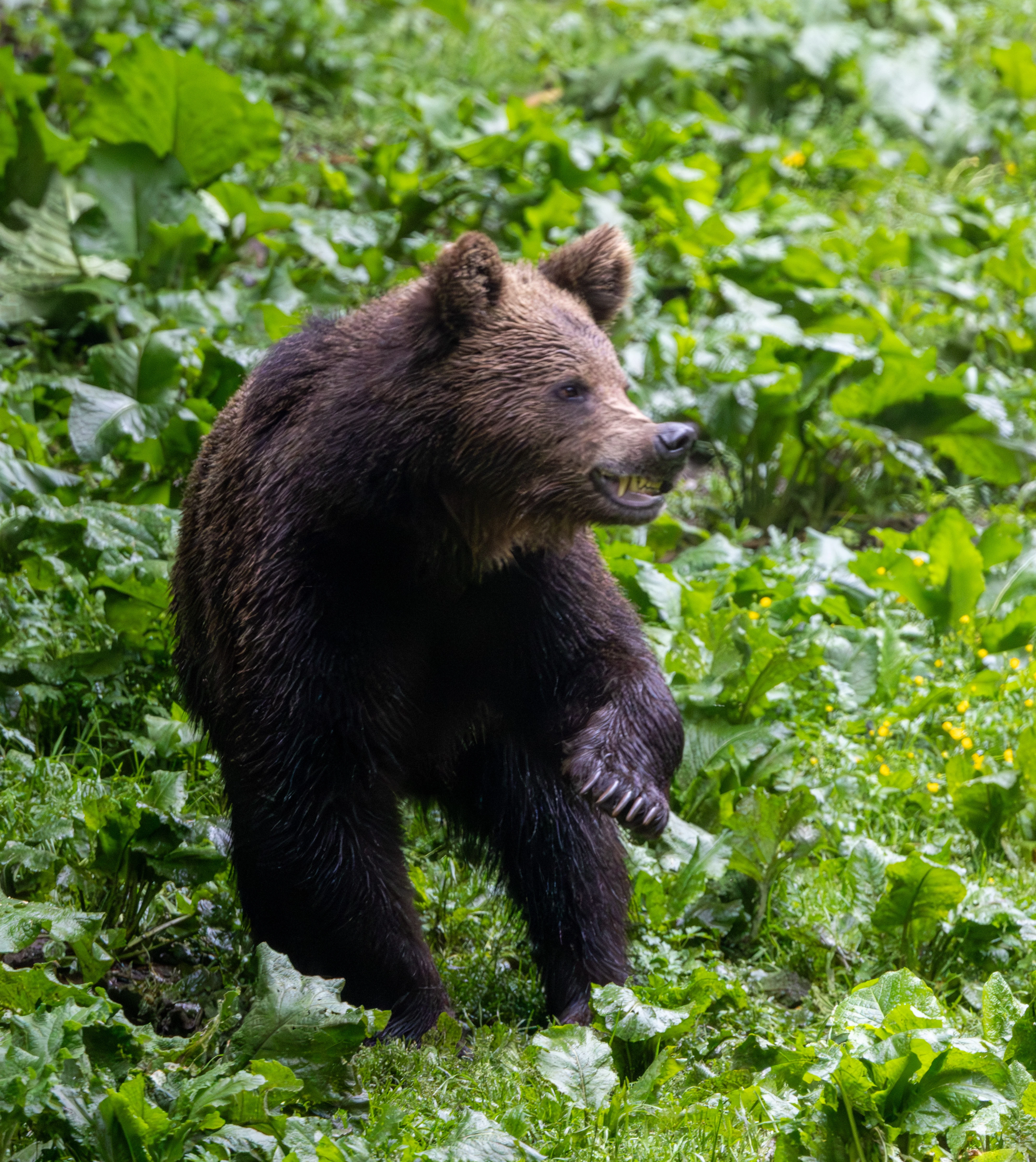 Brown Bear — photo by Adam Prugel-Bennett