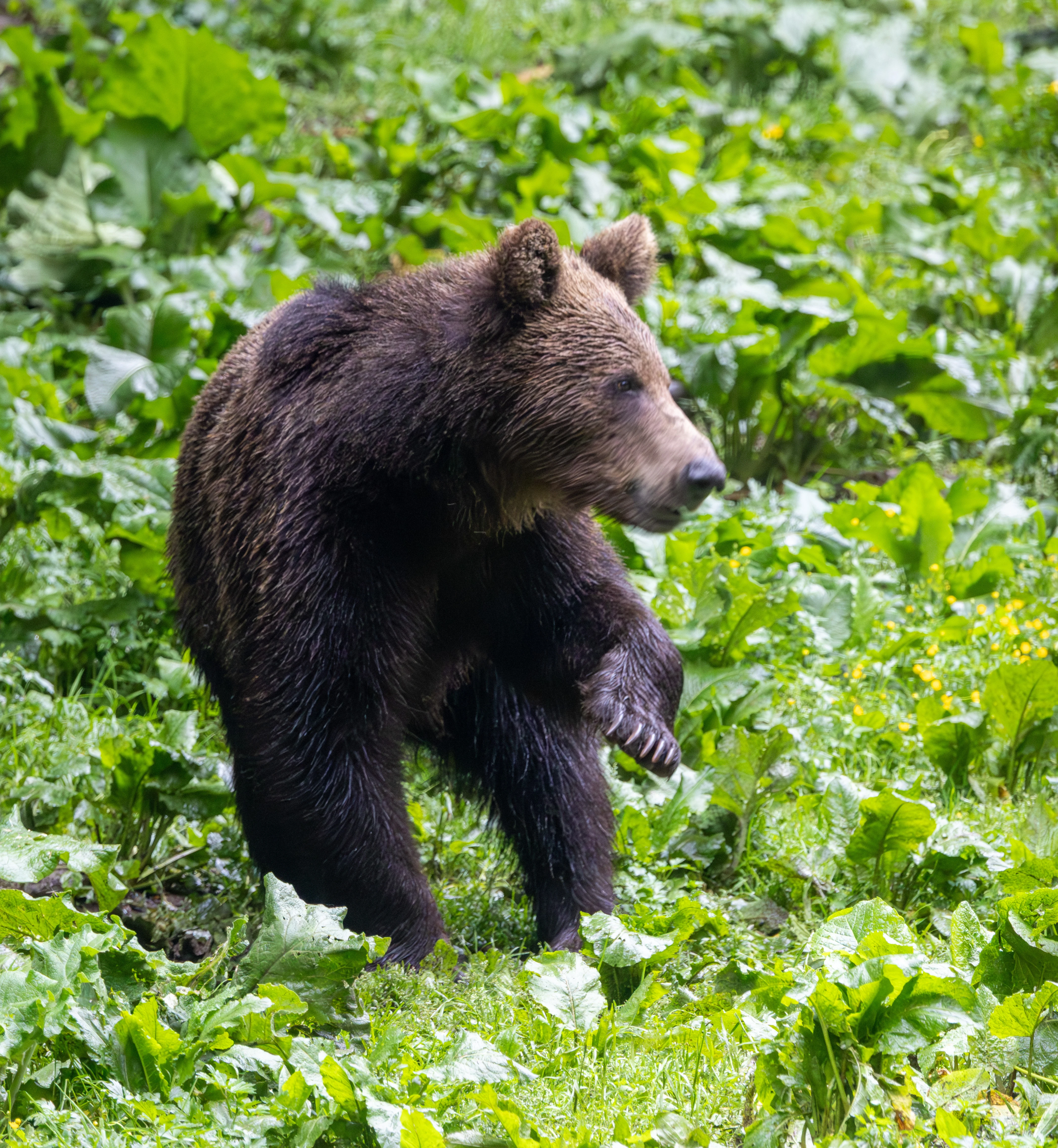 Brown Bear — photo by Adam Prugel-Bennett
