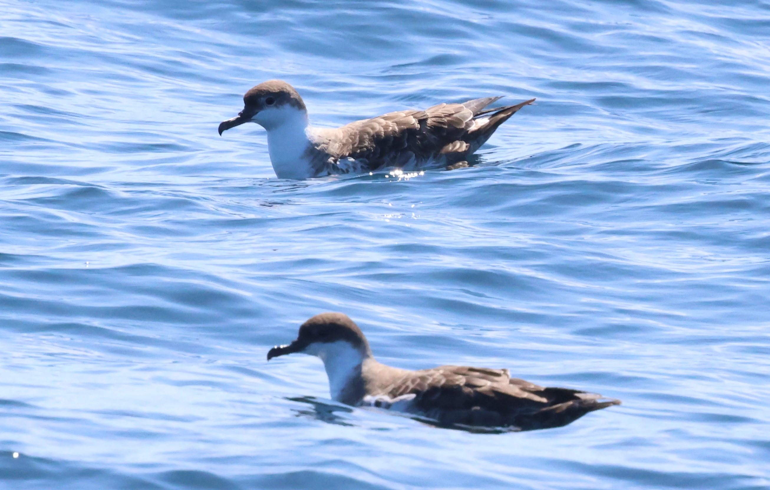 Great shearwaters, Falmouth, Cornwal, UK — photo by Adam Prugel-Bennett