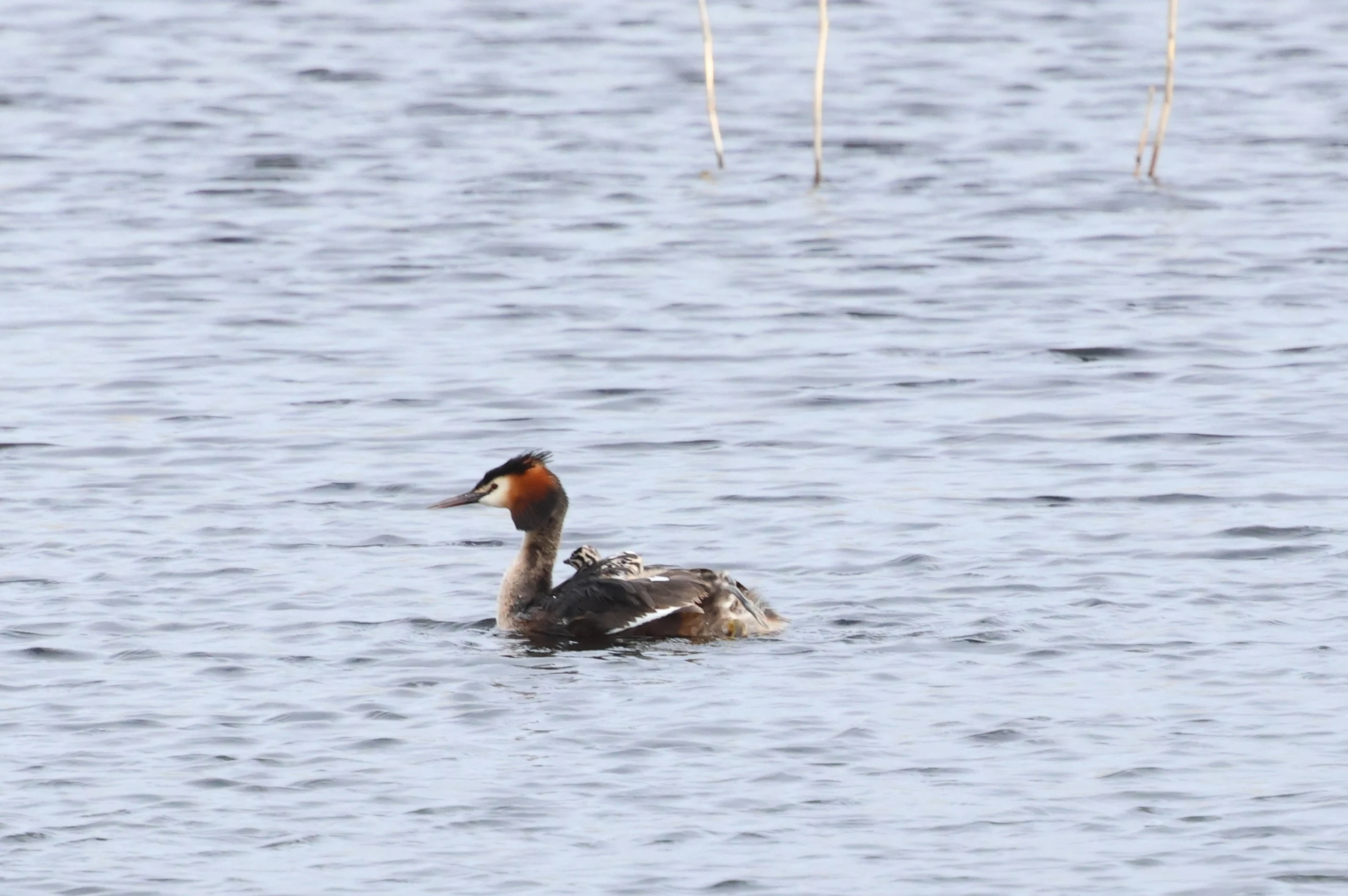 Great Crested Grebe, Ham Wall, Glastonbury, Somerset, UK — photo by Adam Prugel-Bennett