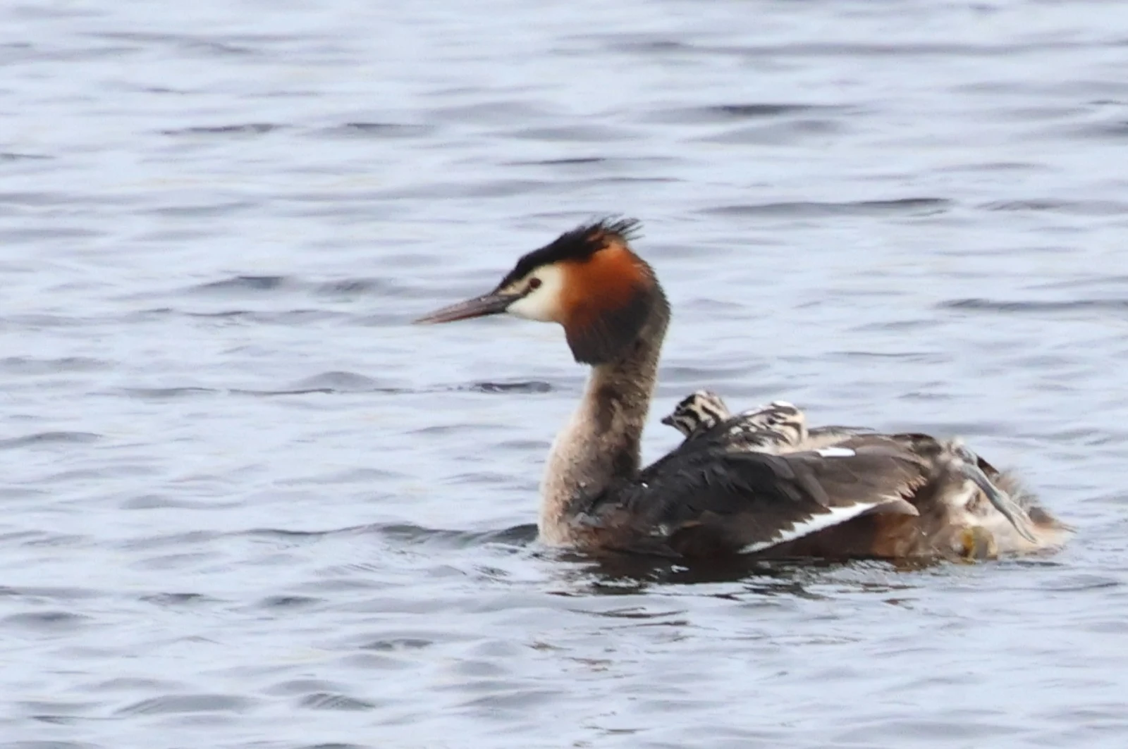 Great Crested Grebe with chicks — photo by Adam Prugel-Bennett