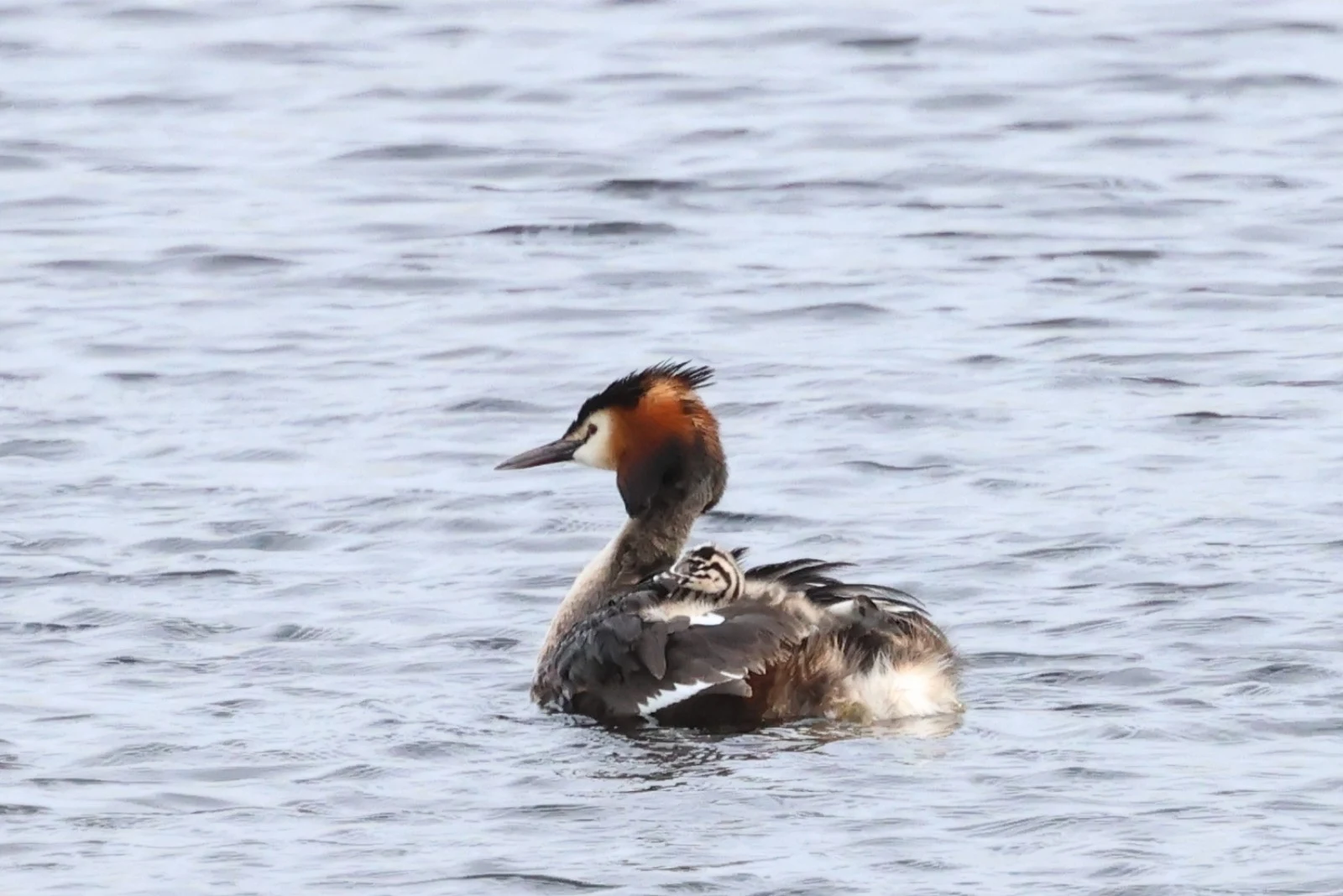 Great Crested Grebe with chick — photo by Adam Prugel-Bennett