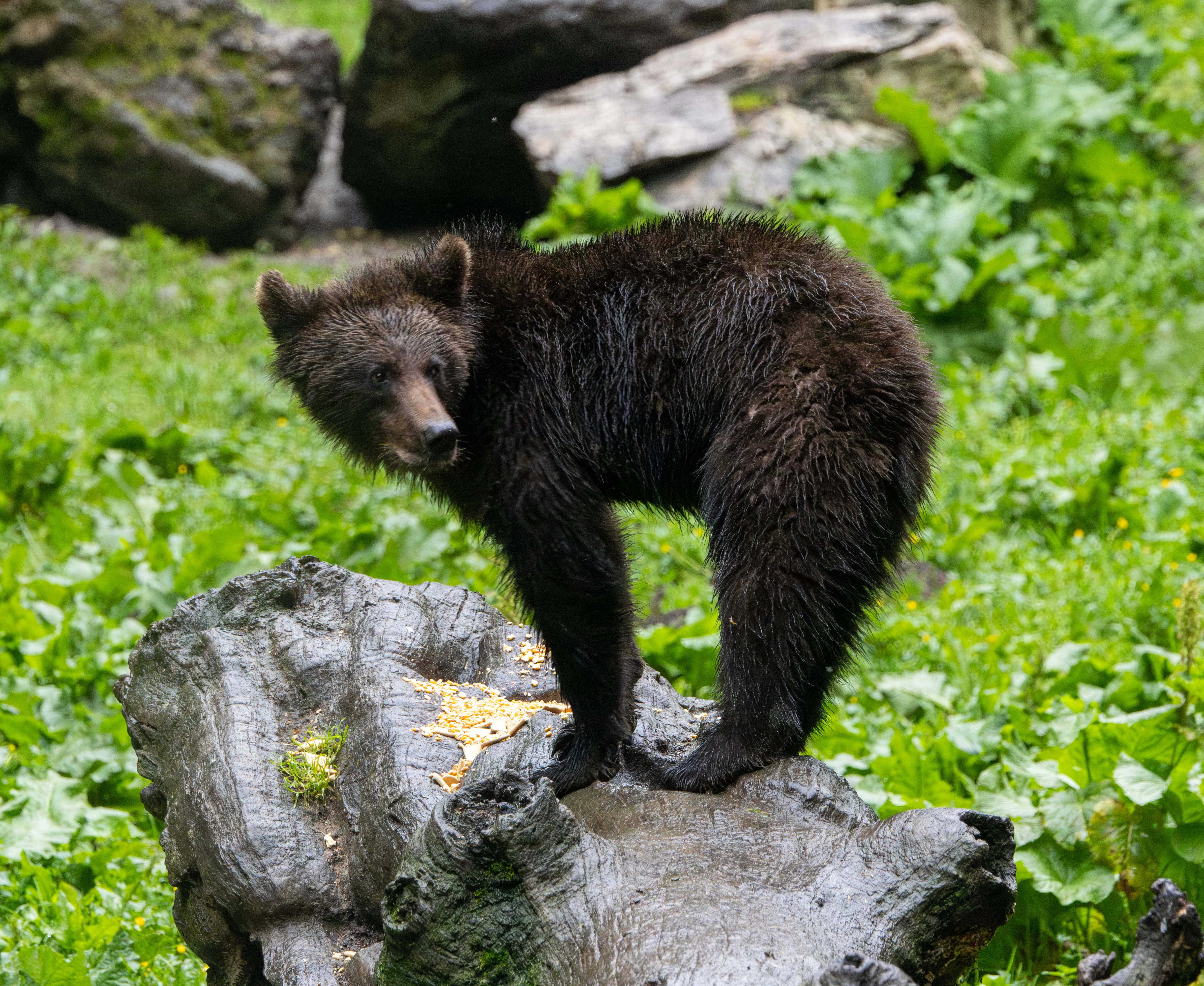 Brown Bear Cub — photo by Adam Prugel-Bennett