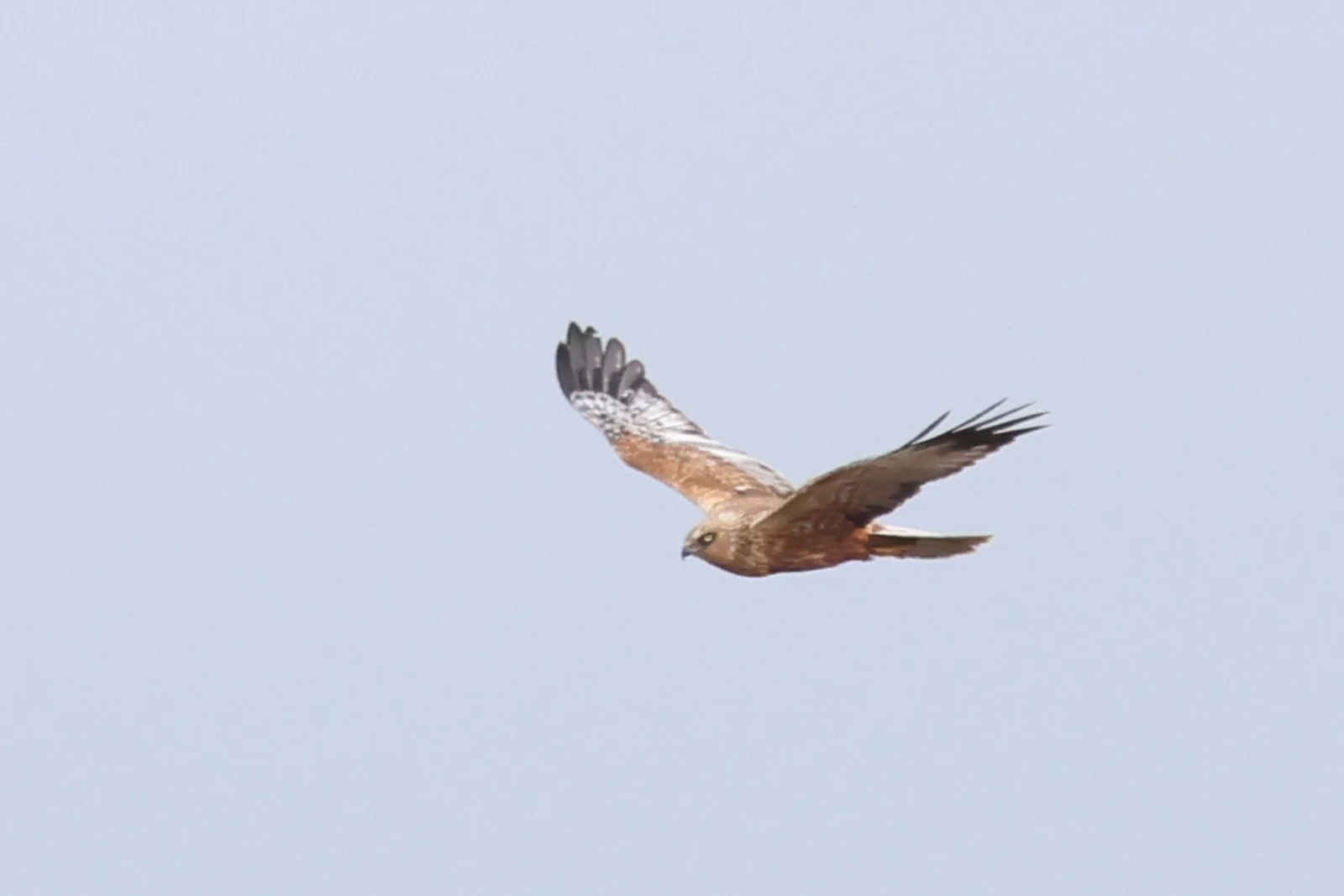 Western Marsh Harrier — photo by Adam Prugel-Bennett