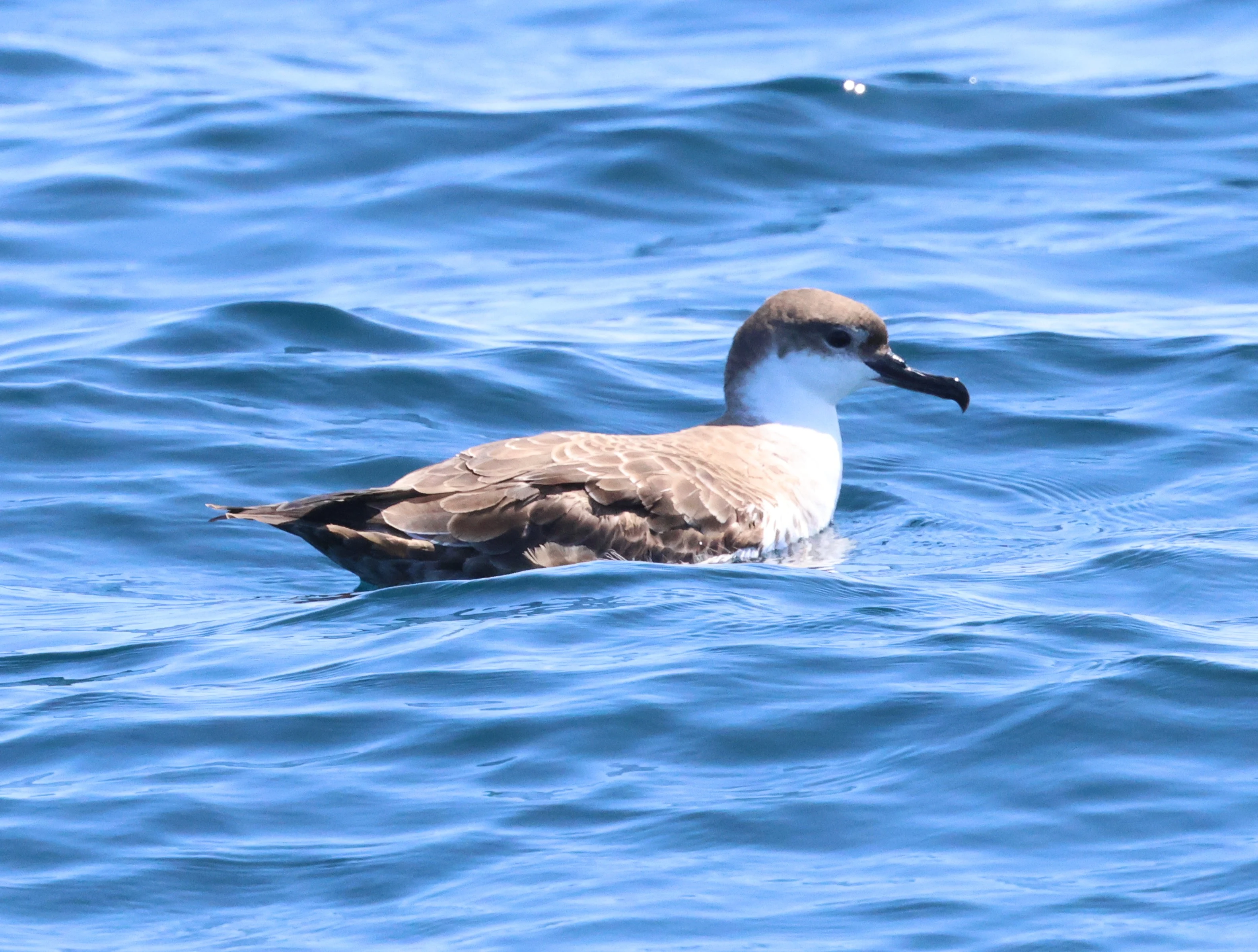 Great shearwaters, Falmouth, Cornwal, UK — photo by Adam Prugel-Bennett