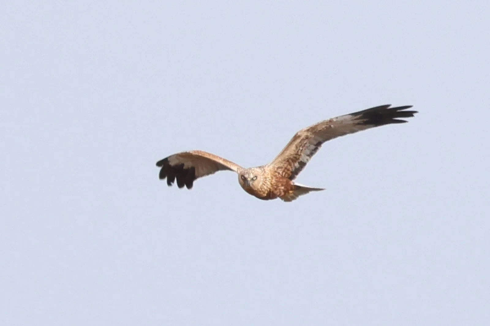 Western Marsh Harrier — photo by Adam Prugel-Bennett