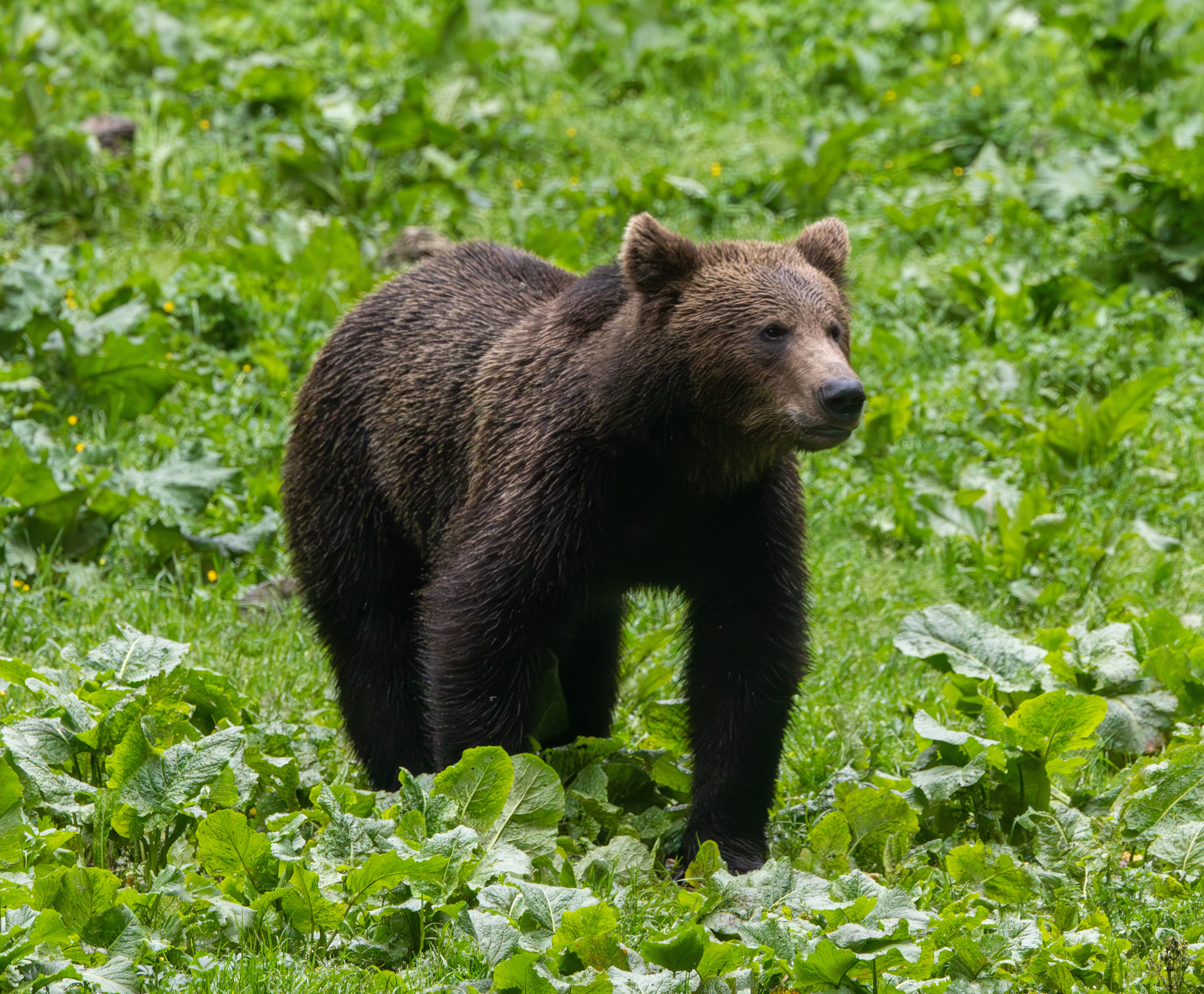 Brown Bear — photo by Adam Prugel-Bennett