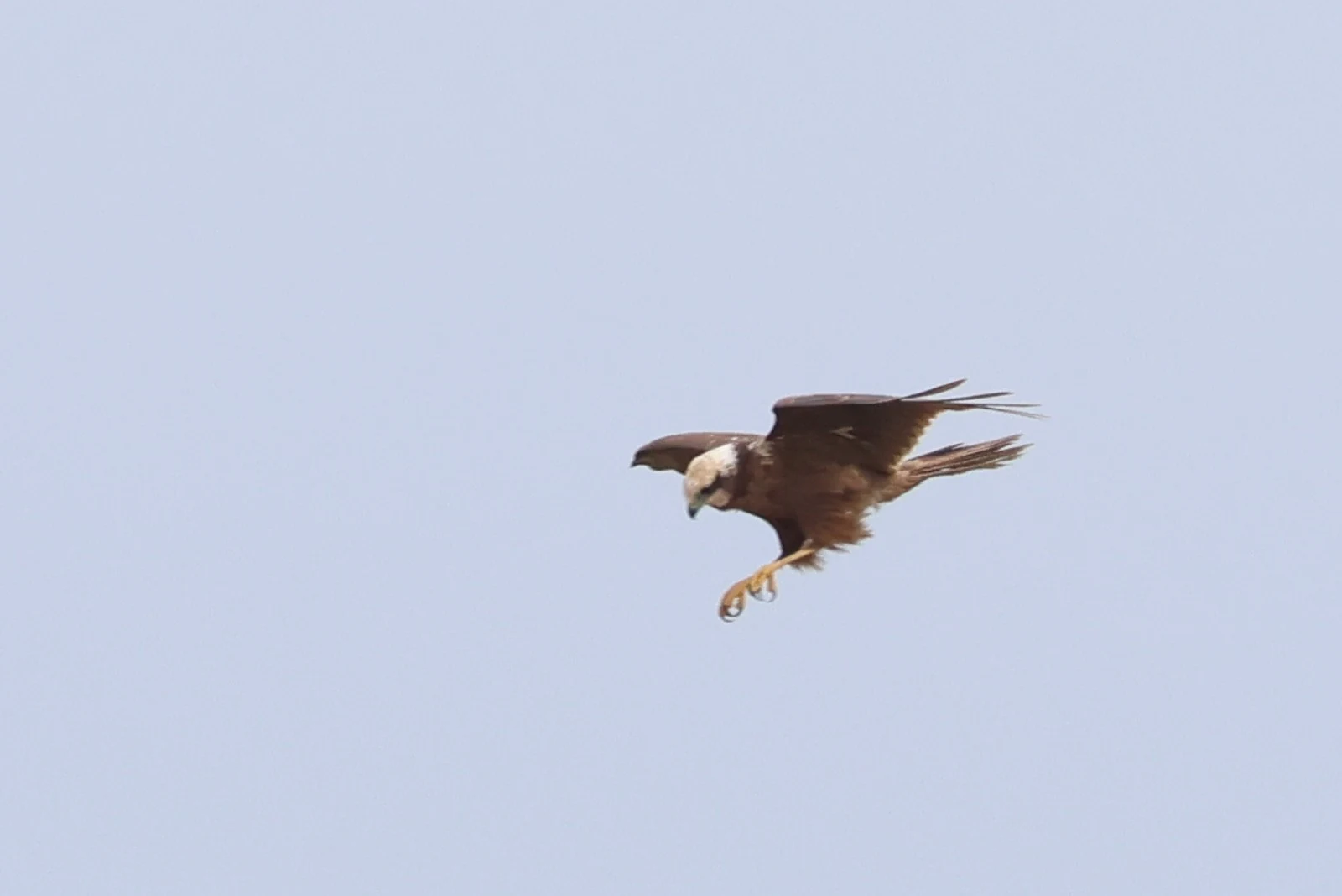 Western Marsh Harrier — photo by Adam Prugel-Bennett