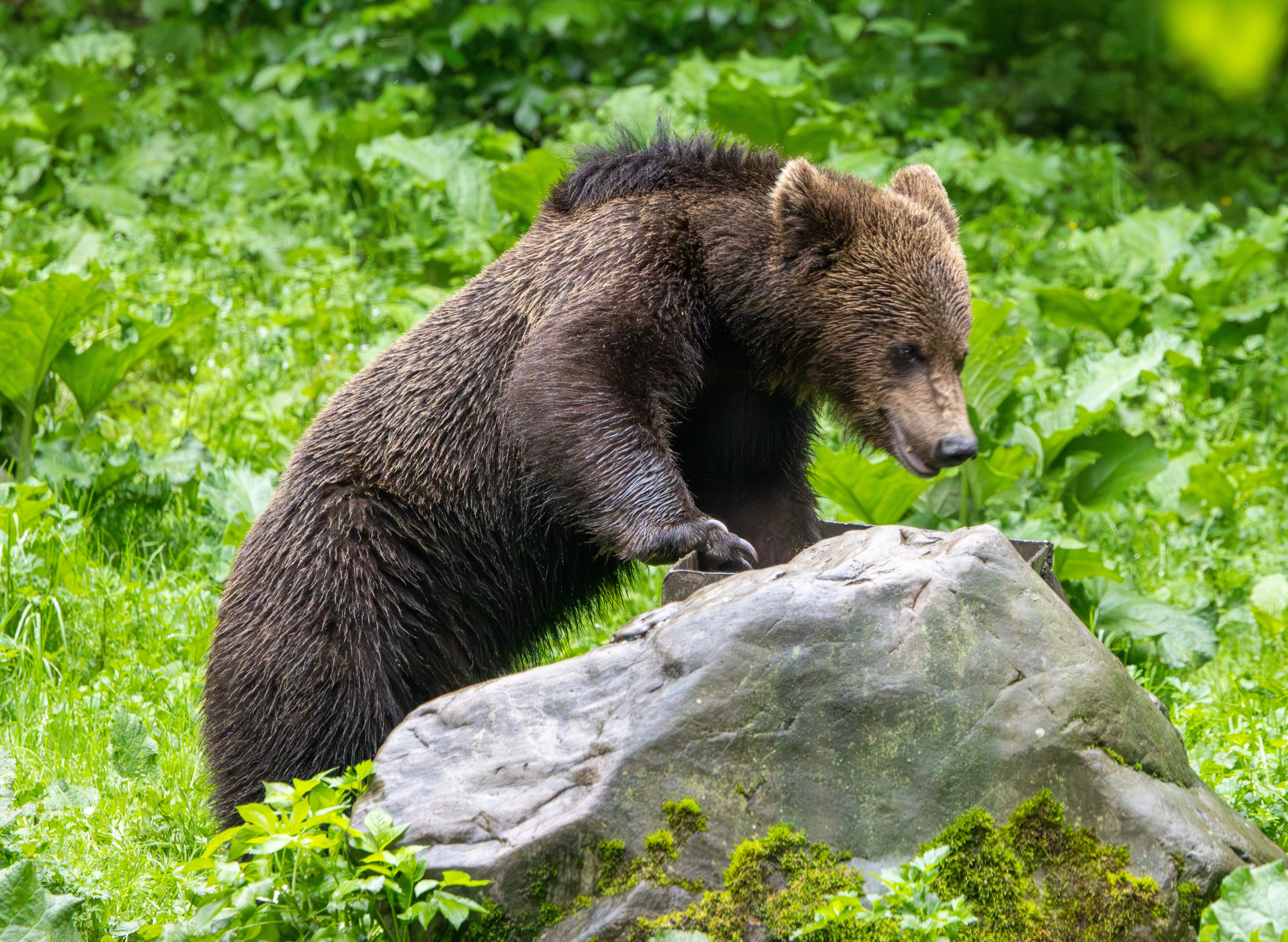 Brown Bear — photo by Adam Prugel-Bennett