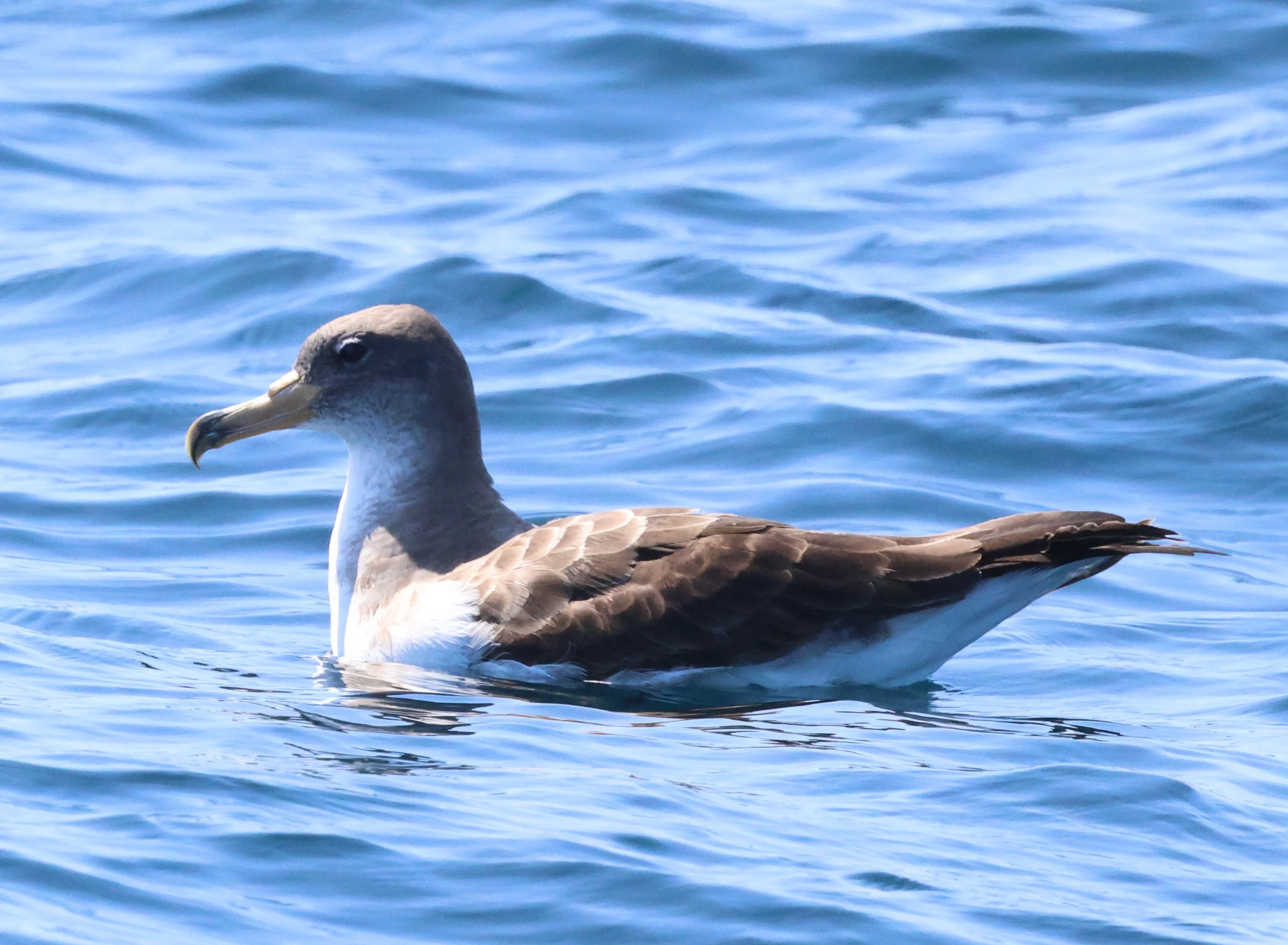 Cory's shearwater, Falmouth, Cornwal, UK — photo by Adam Prugel-Bennett