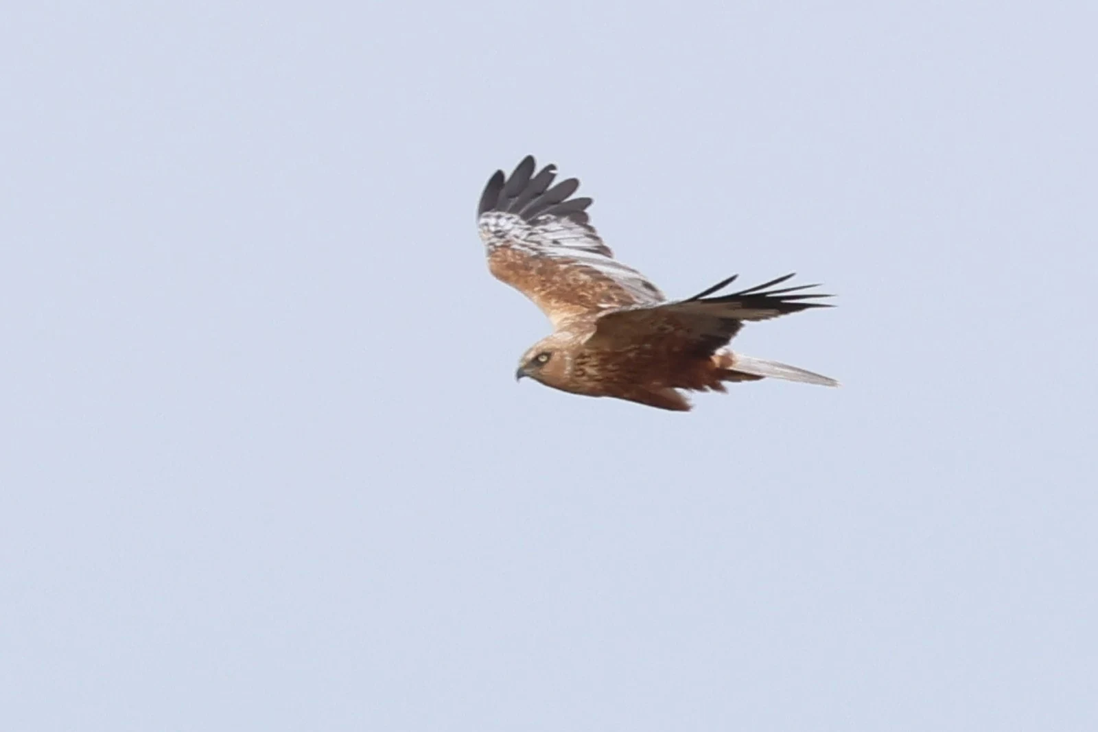 Western Marsh Harrier — photo by Adam Prugel-Bennett