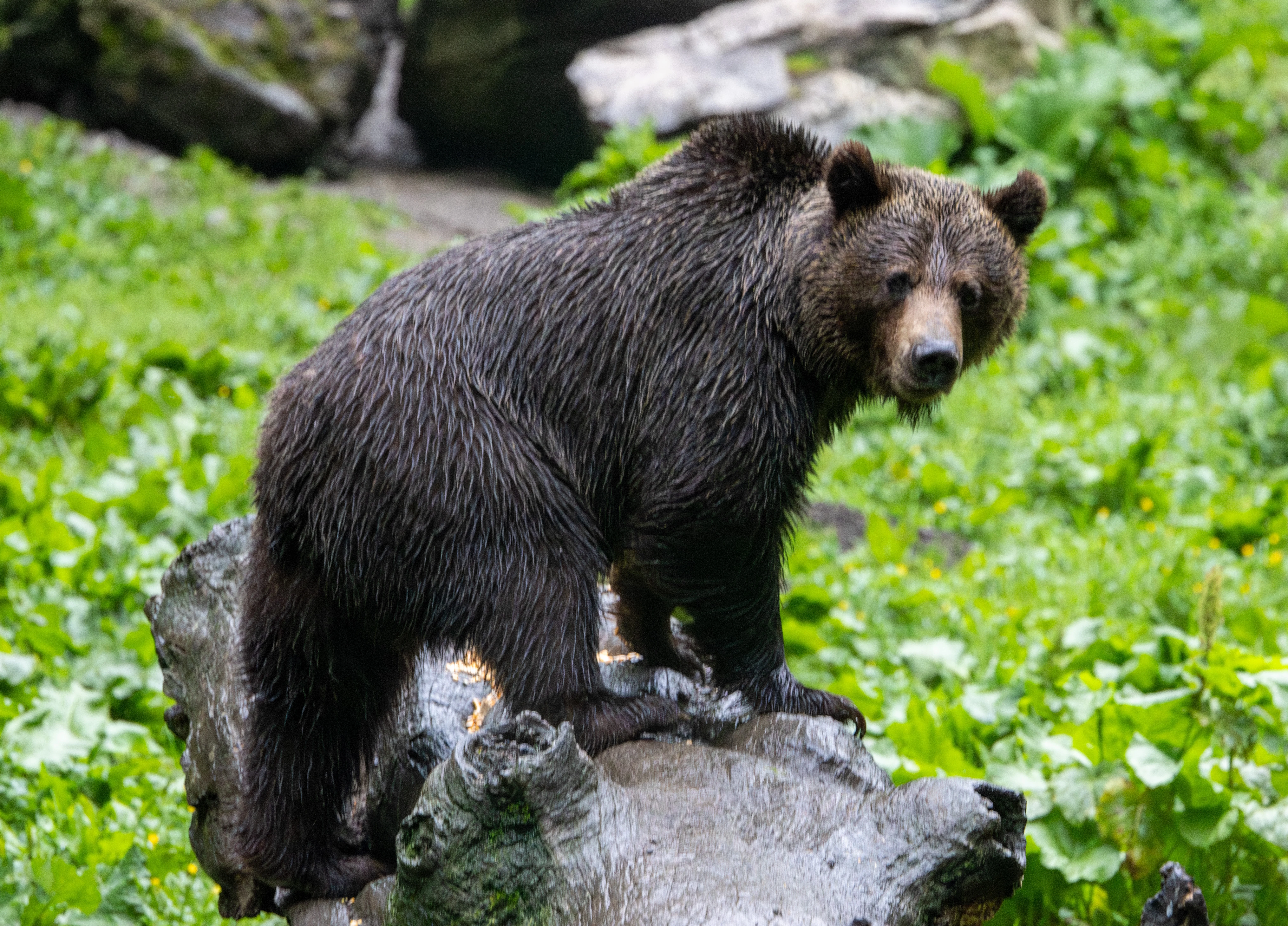 Brown Bear — photo by Adam Prugel-Bennett