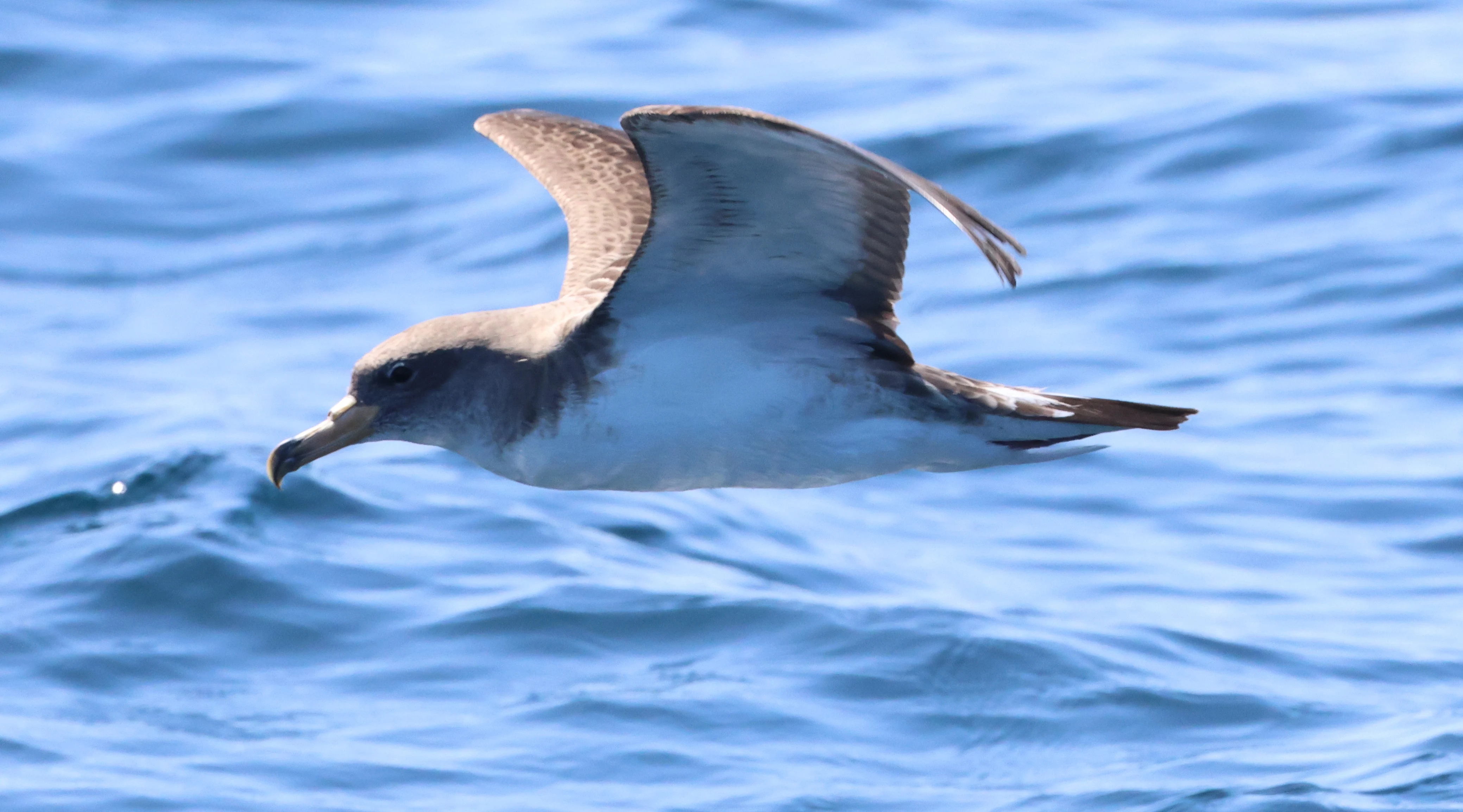 Cory's shearwater, Falmouth, Cornwal, UK — photo by Adam Prugel-Bennett