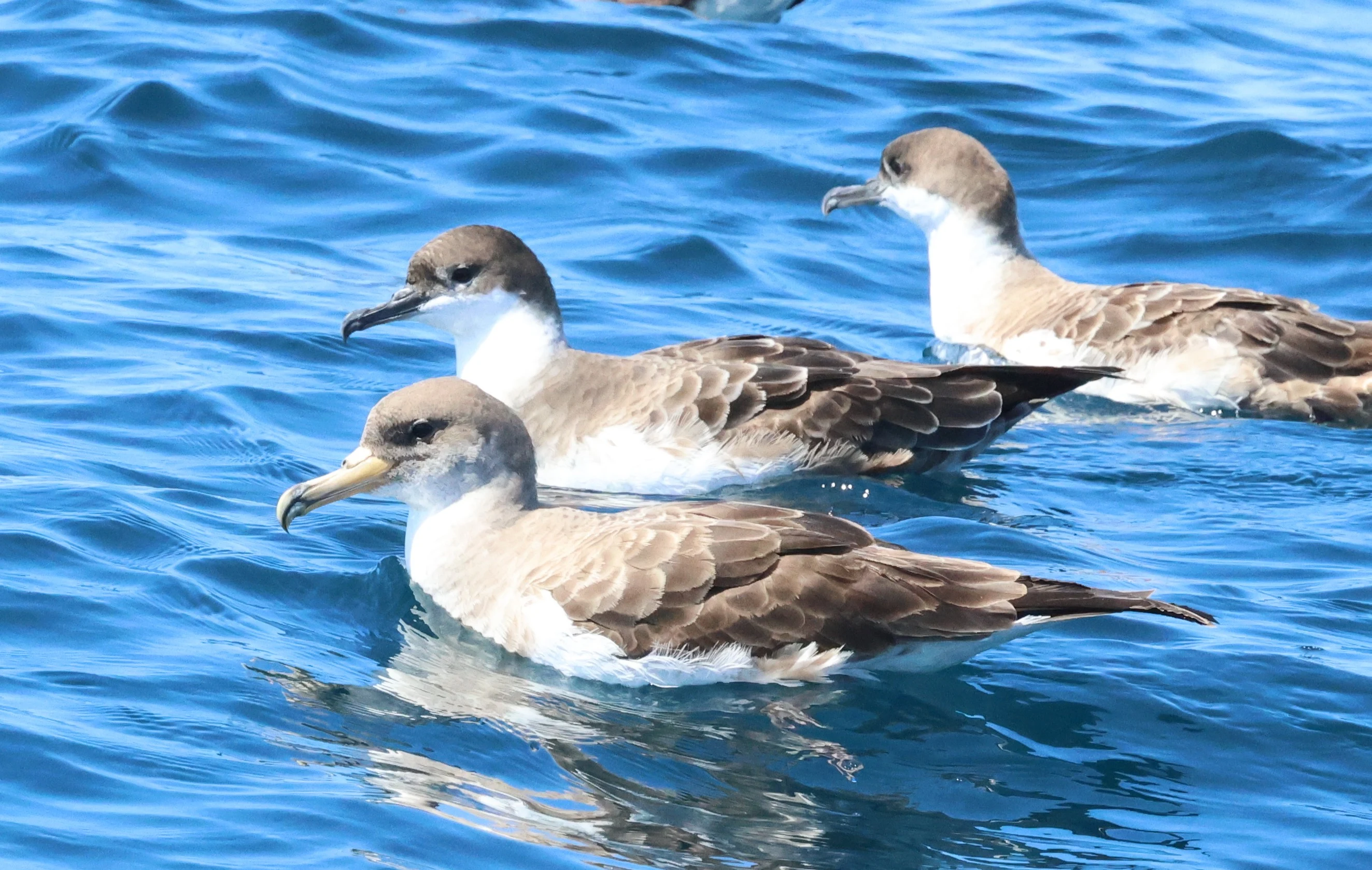 Cory's  with two great shearwater, Falmouth, Cornwal, UK — photo by Adam Prugel-Bennett