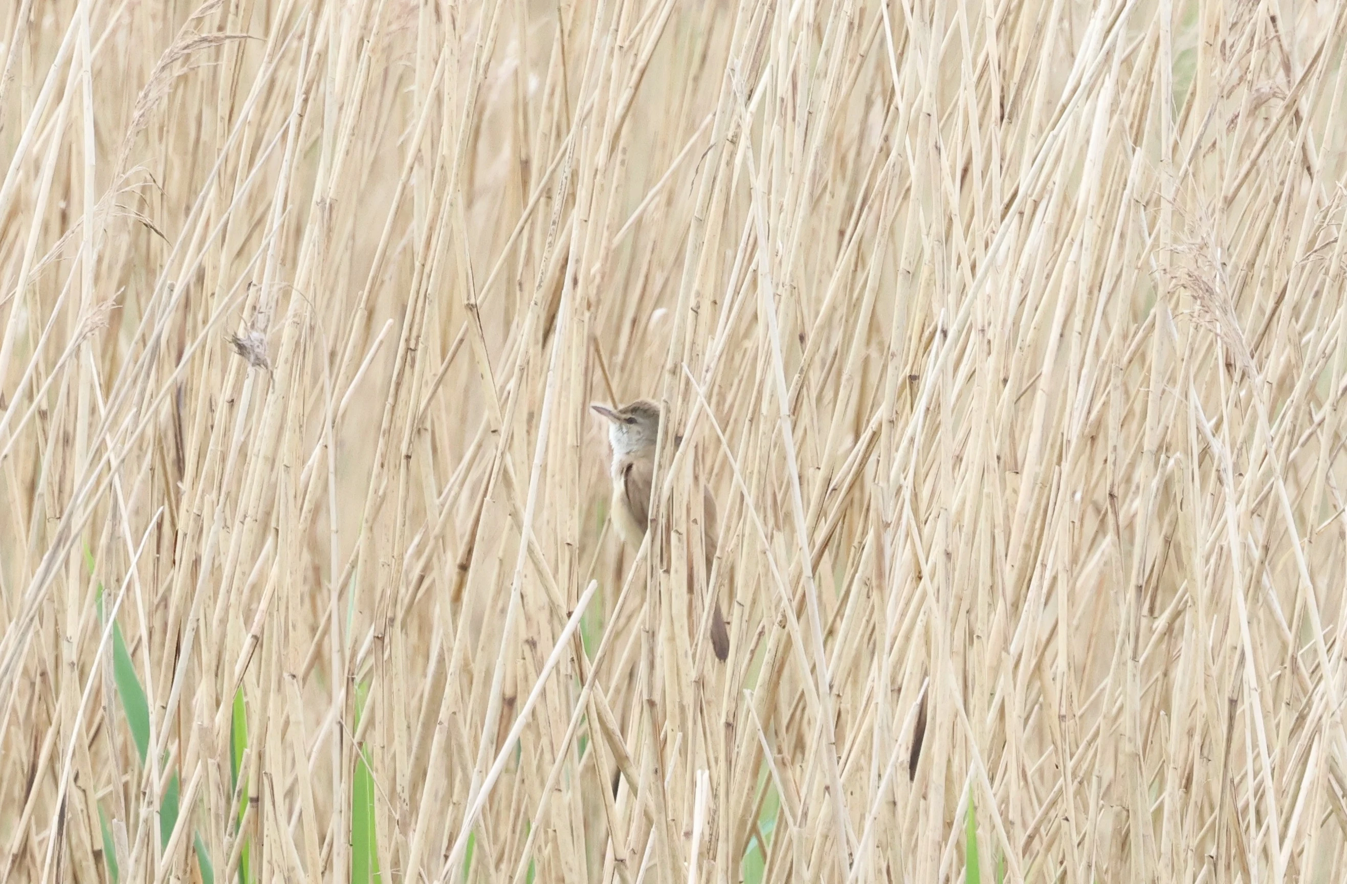 Great Reed Warbler, Ham Wall, Glastonbury, Somerset, UK — photo by Adam Prugel-Bennett