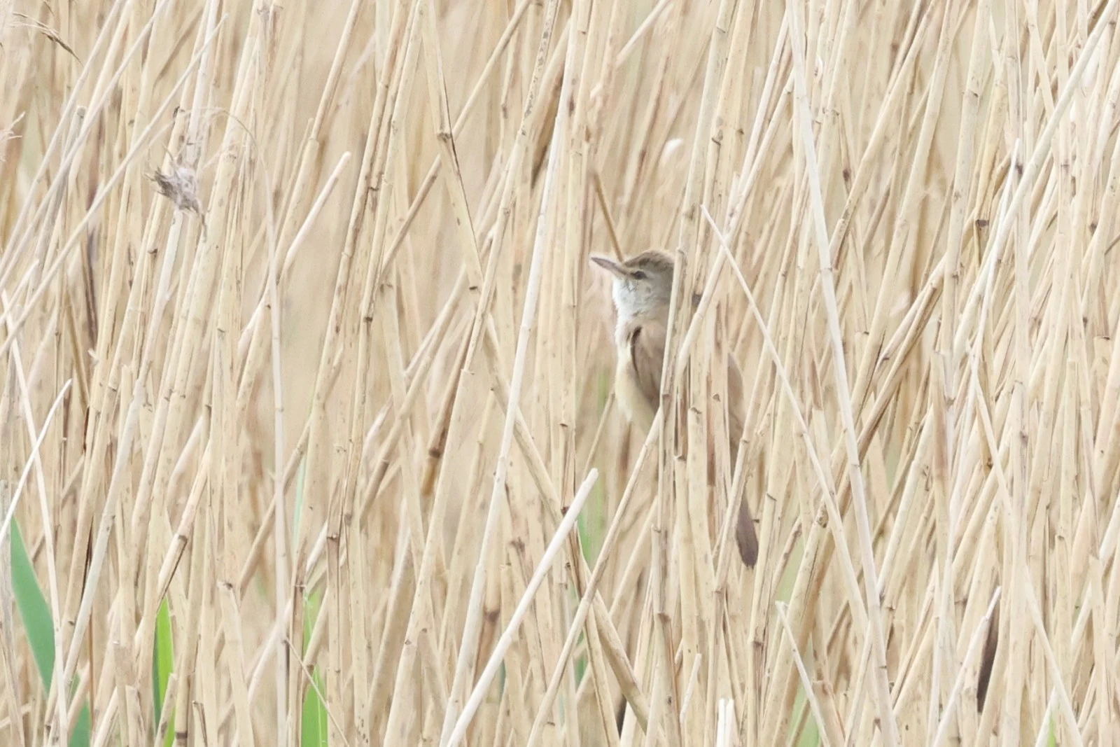 Reed Warbler — photo by Adam Prugel-Bennett