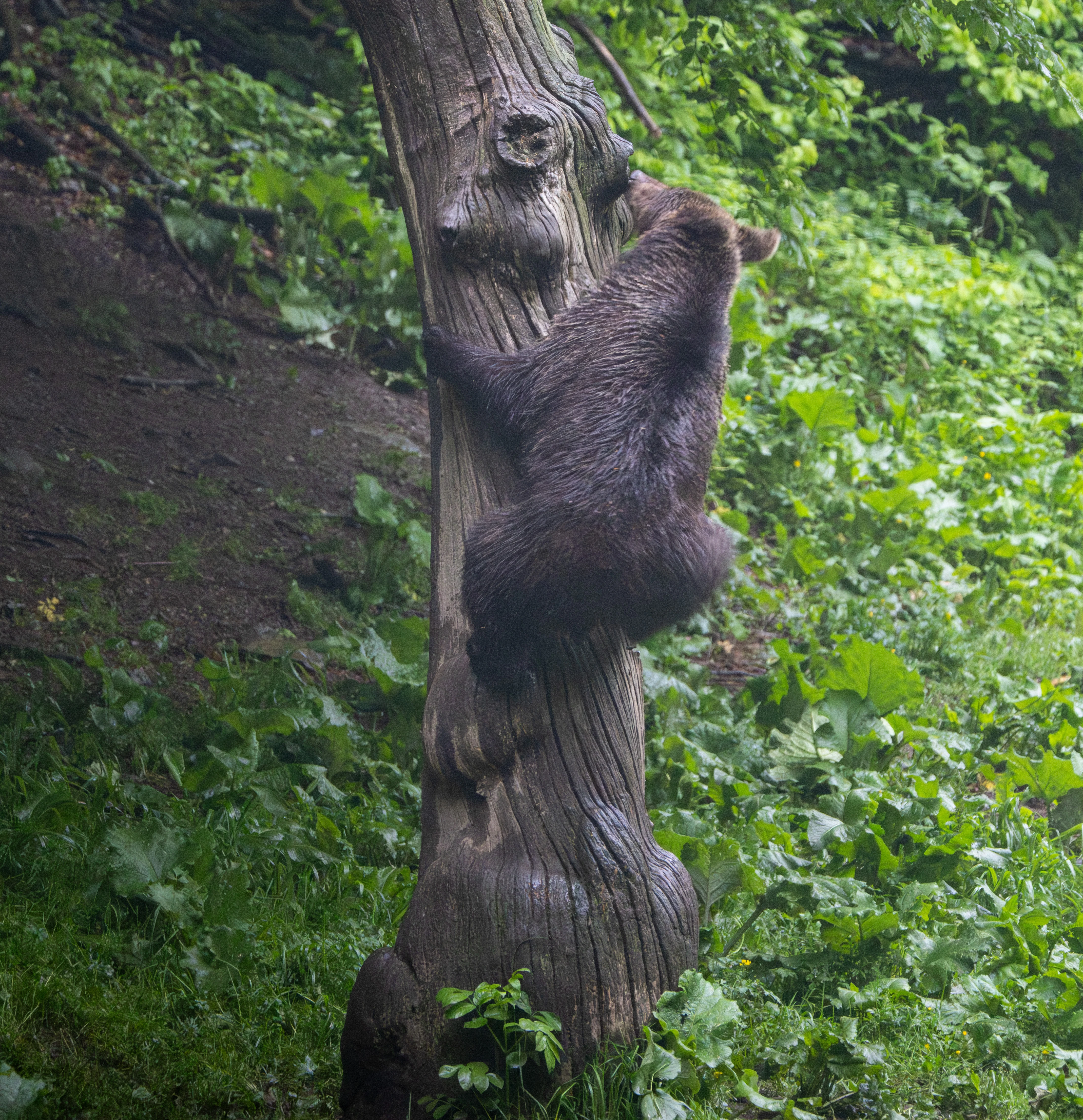 Brown Bear Cub Climbing Tree — photo by Adam Prugel-Bennett