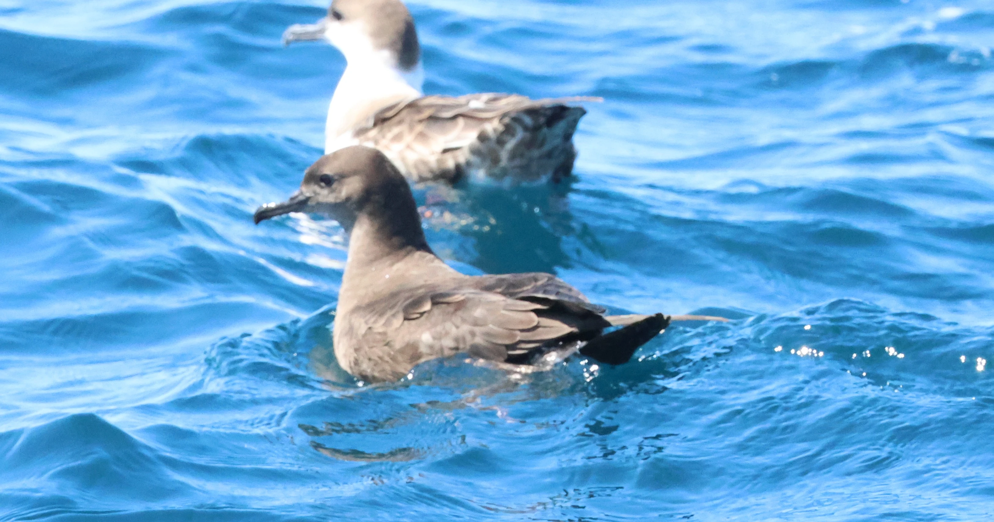 Sooty with Great shearwater, Falmouth, Cornwal, UK — photo by Adam Prugel-Bennett