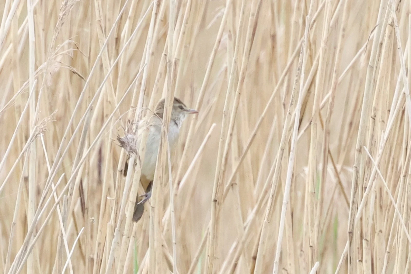 Eurasian Reed Warbler — photo by Adam Prugel-Bennett