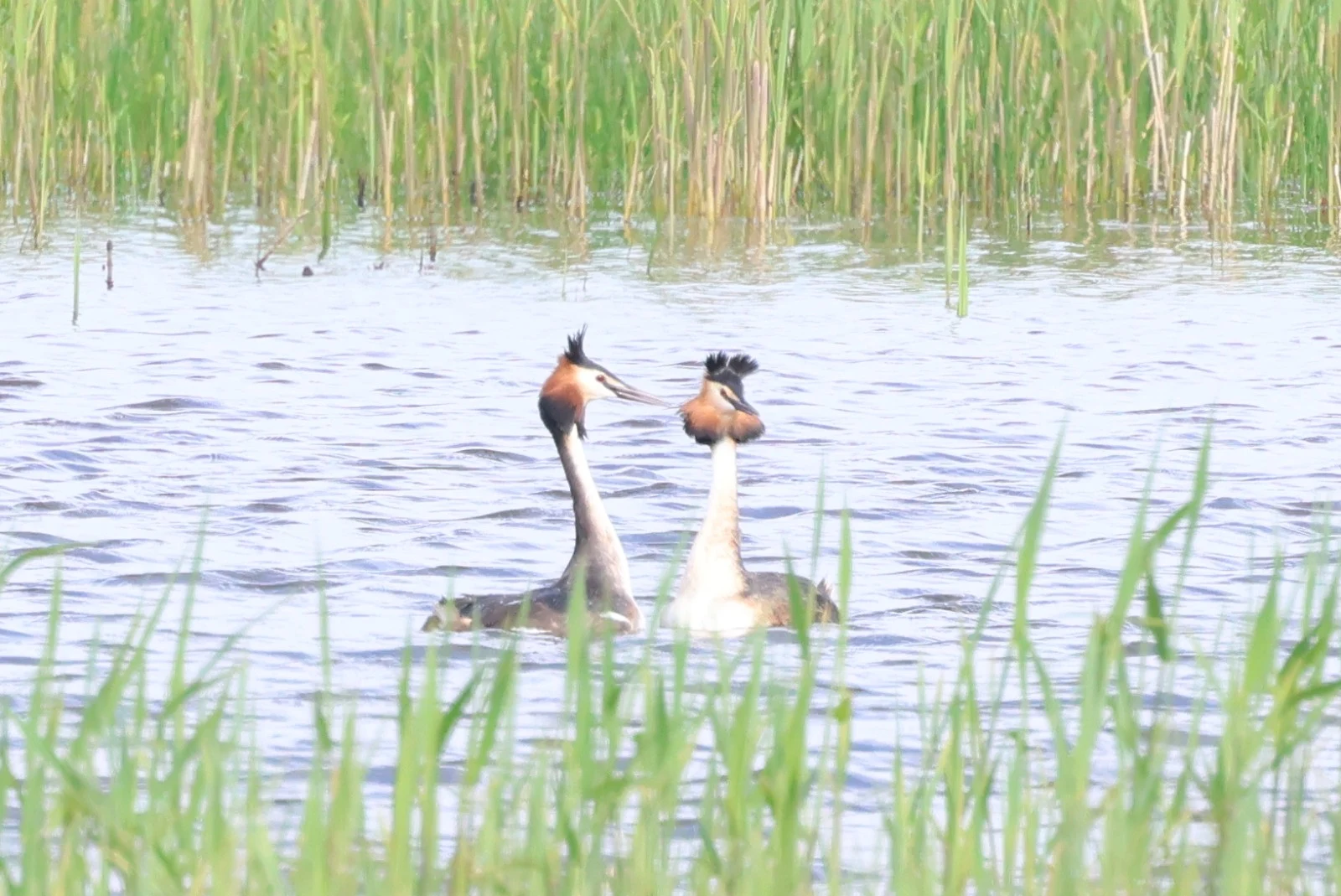 Great Crested Grebes — photo by Adam Prugel-Bennett