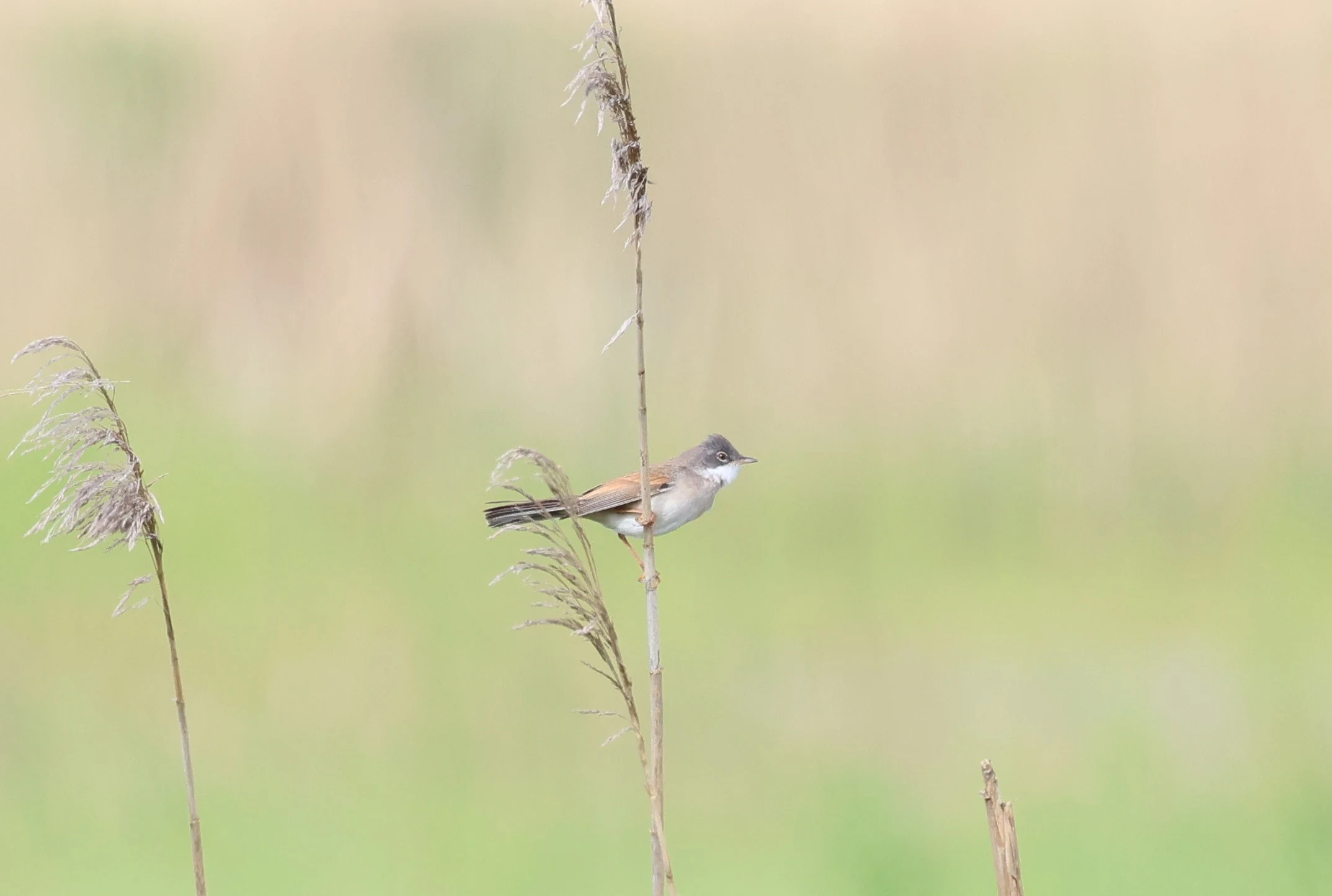 Common Whitethroat, Ham Wall, Glastonbury, Somerset, UK — photo by Adam Prugel-Bennett