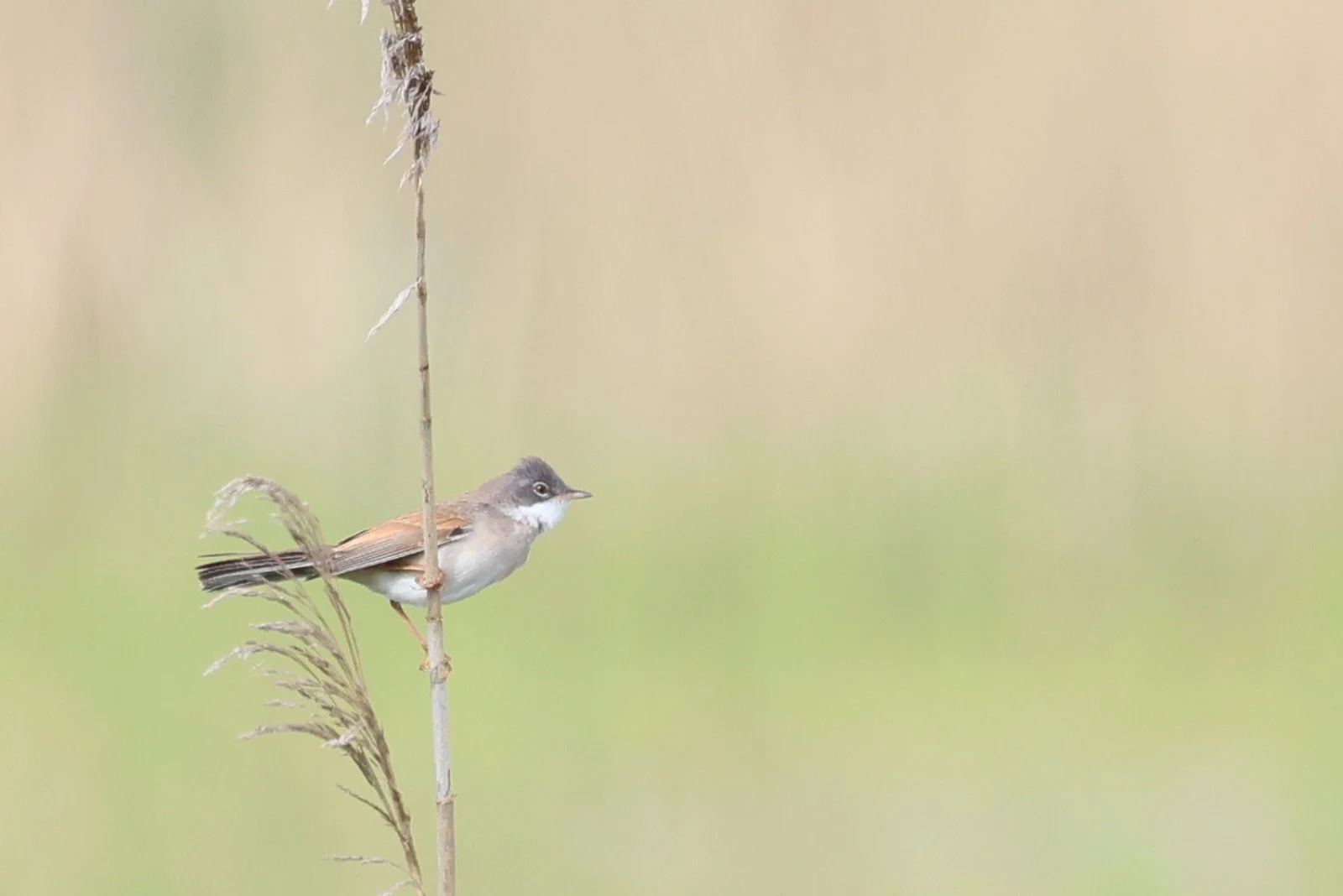 Common Whitethroat — photo by Adam Prugel-Bennett