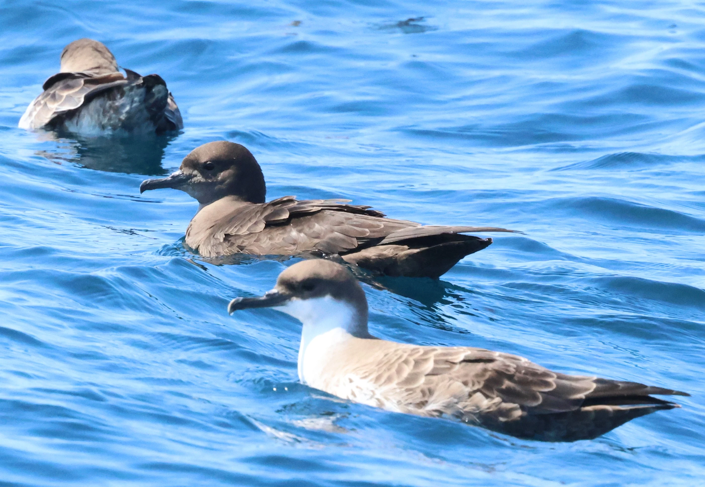 Sooty between teo Great shearwater, Falmouth, Cornwal, UK — photo by Adam Prugel-Bennett