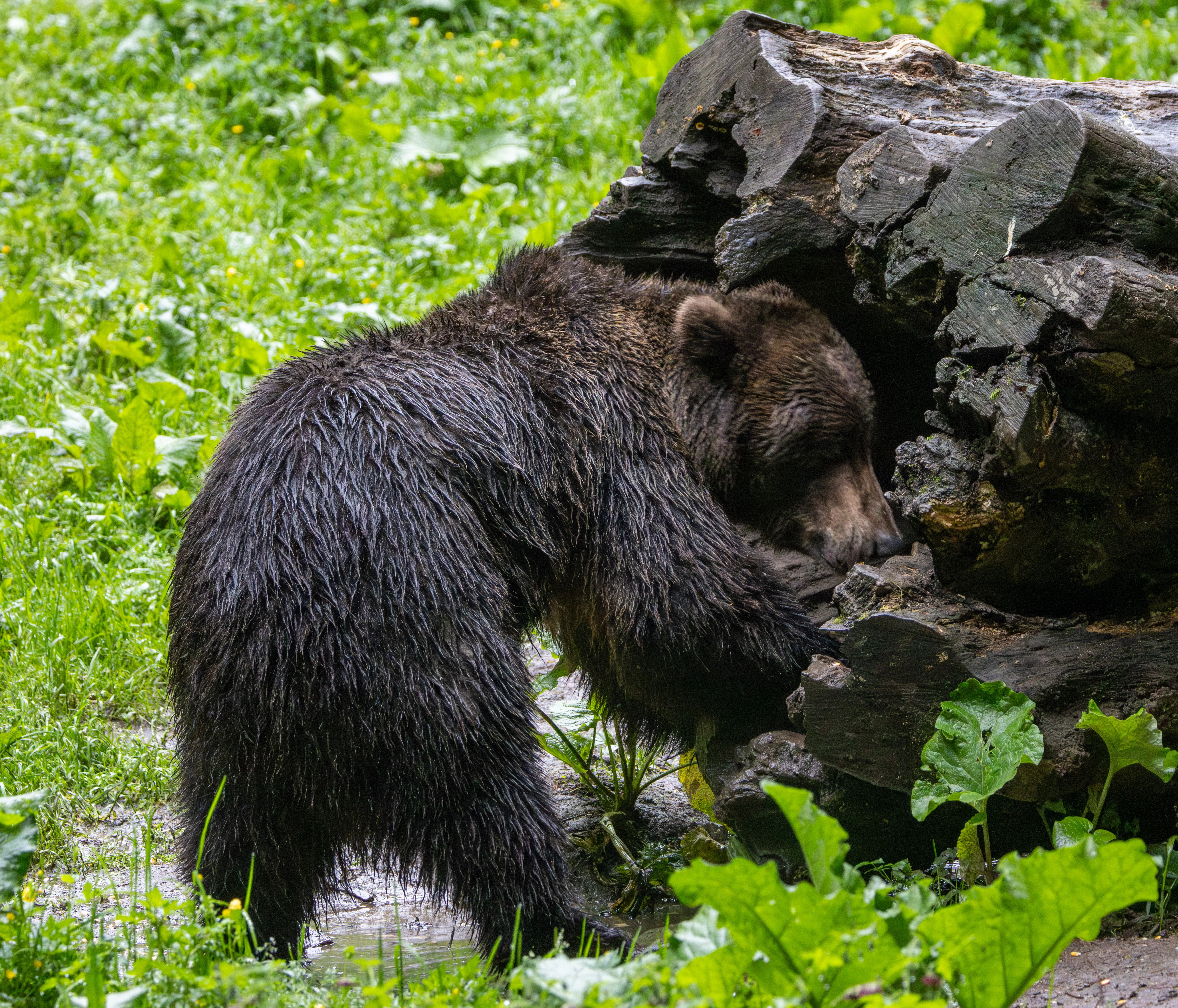 Brown Bear — photo by Adam Prugel-Bennett