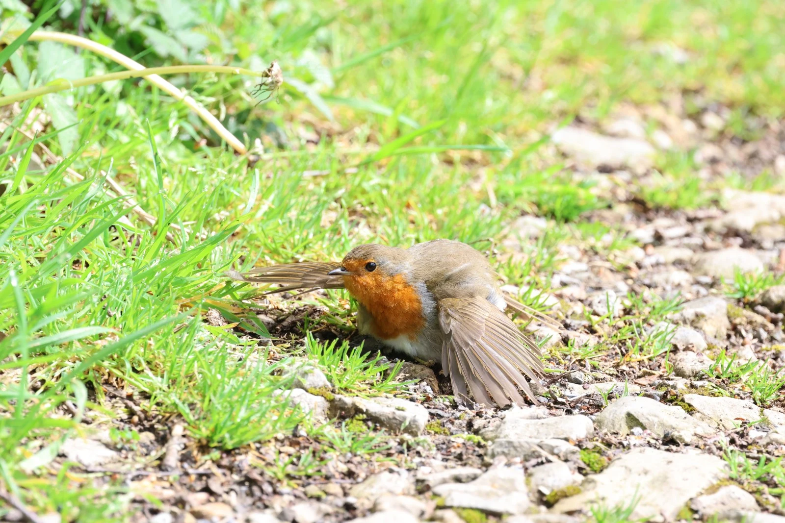 European Robin sunbathing — photo by Adam Prugel-Bennett