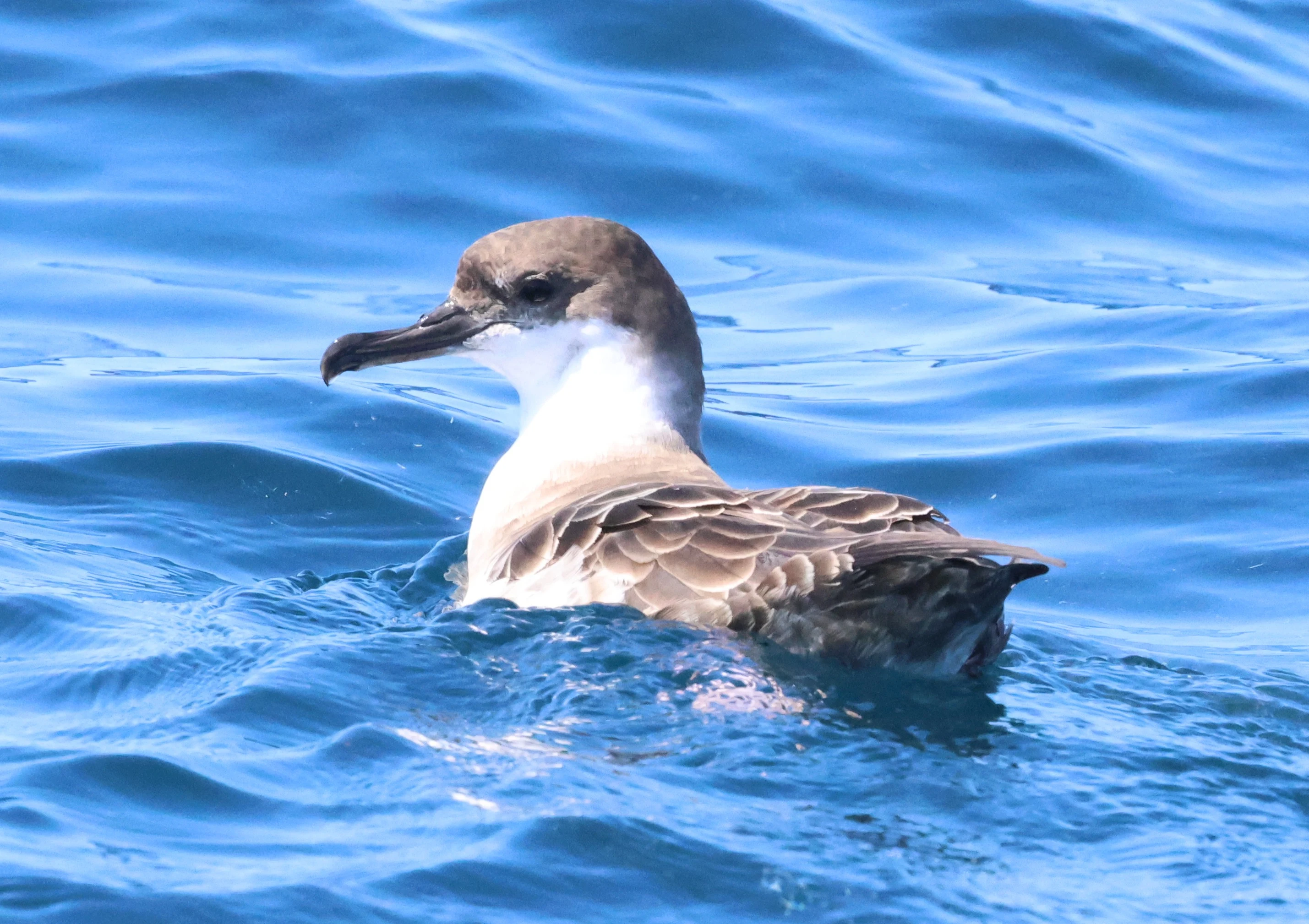 Great shearwaters, Falmouth, Cornwal, UK — photo by Adam Prugel-Bennett