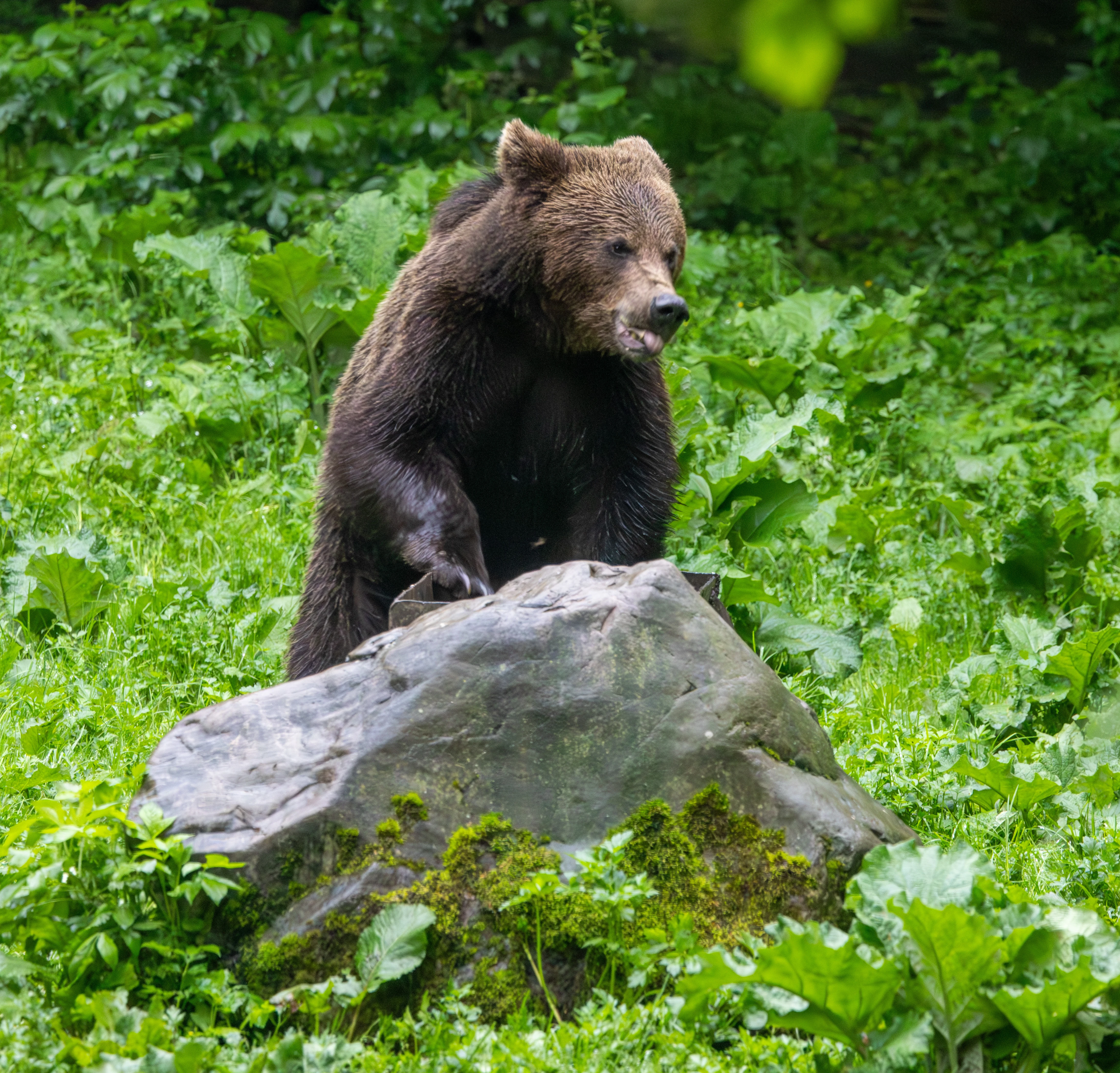 Brown Bear — photo by Adam Prugel-Bennett