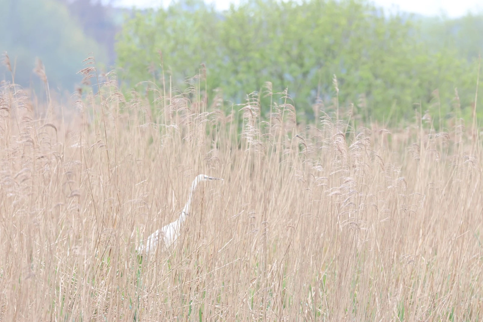 Great Egret in reeds — photo by Adam Prugel-Bennett