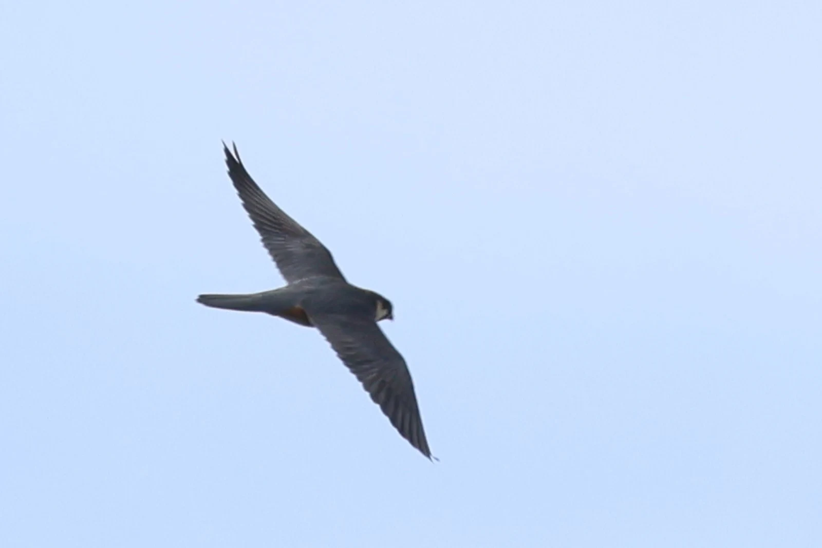 Eurasian Hobby — photo by Adam Prugel-Bennett