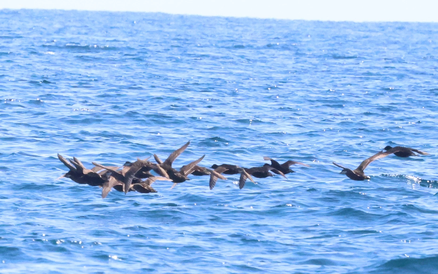 Common scoter, Falmouth, Cornwal, UK — photo by Adam Prugel-Bennett