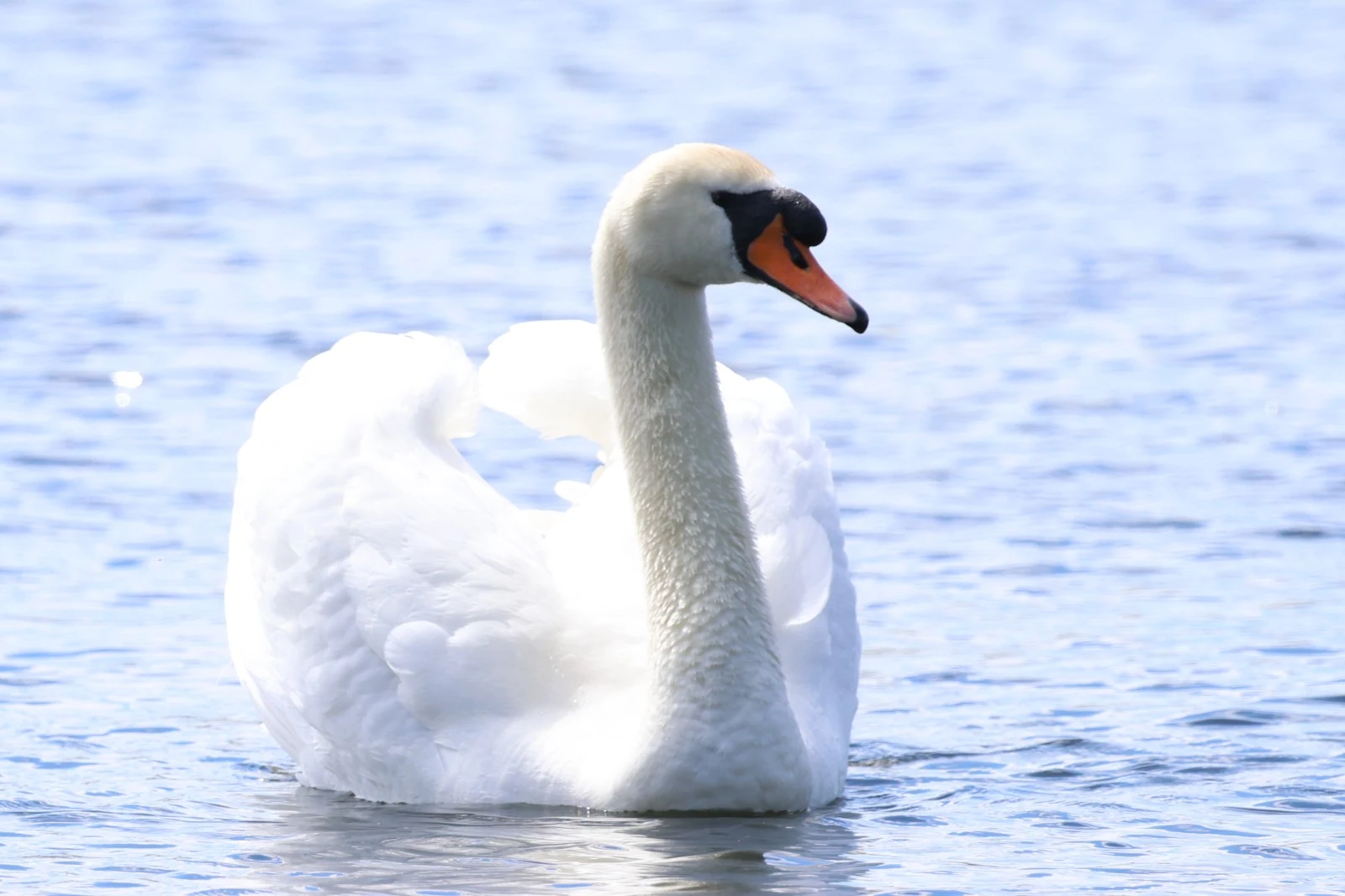 Mute Swan — photo by Adam Prugel-Bennett
