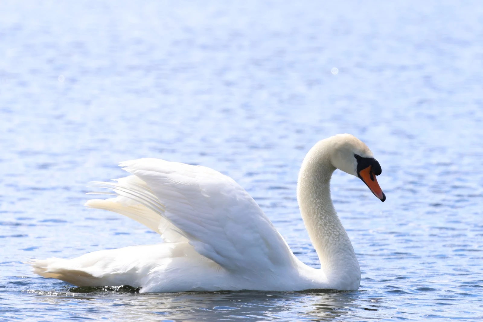 Mute Swan — photo by Adam Prugel-Bennett