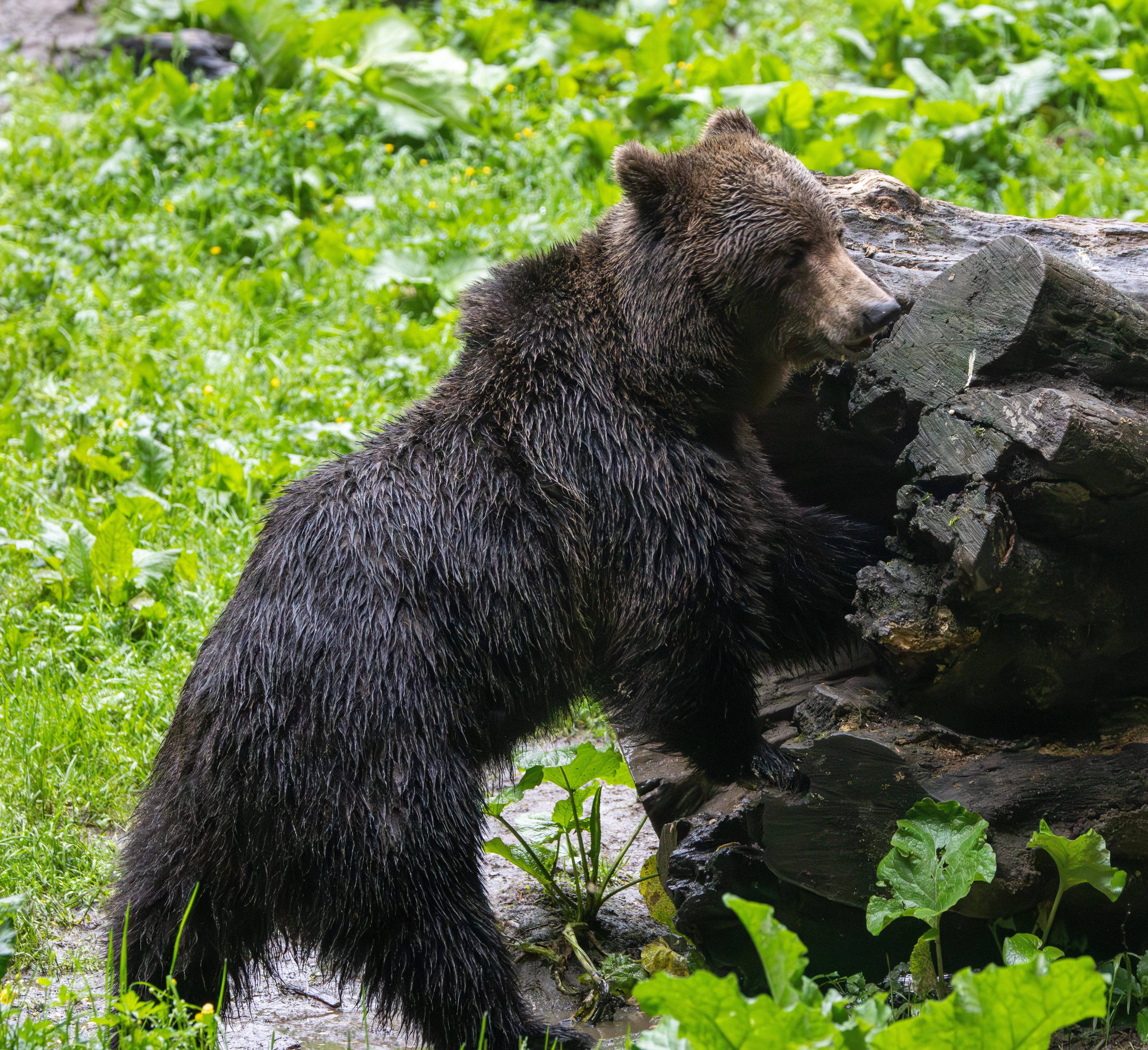 Brown Bear — photo by Adam Prugel-Bennett